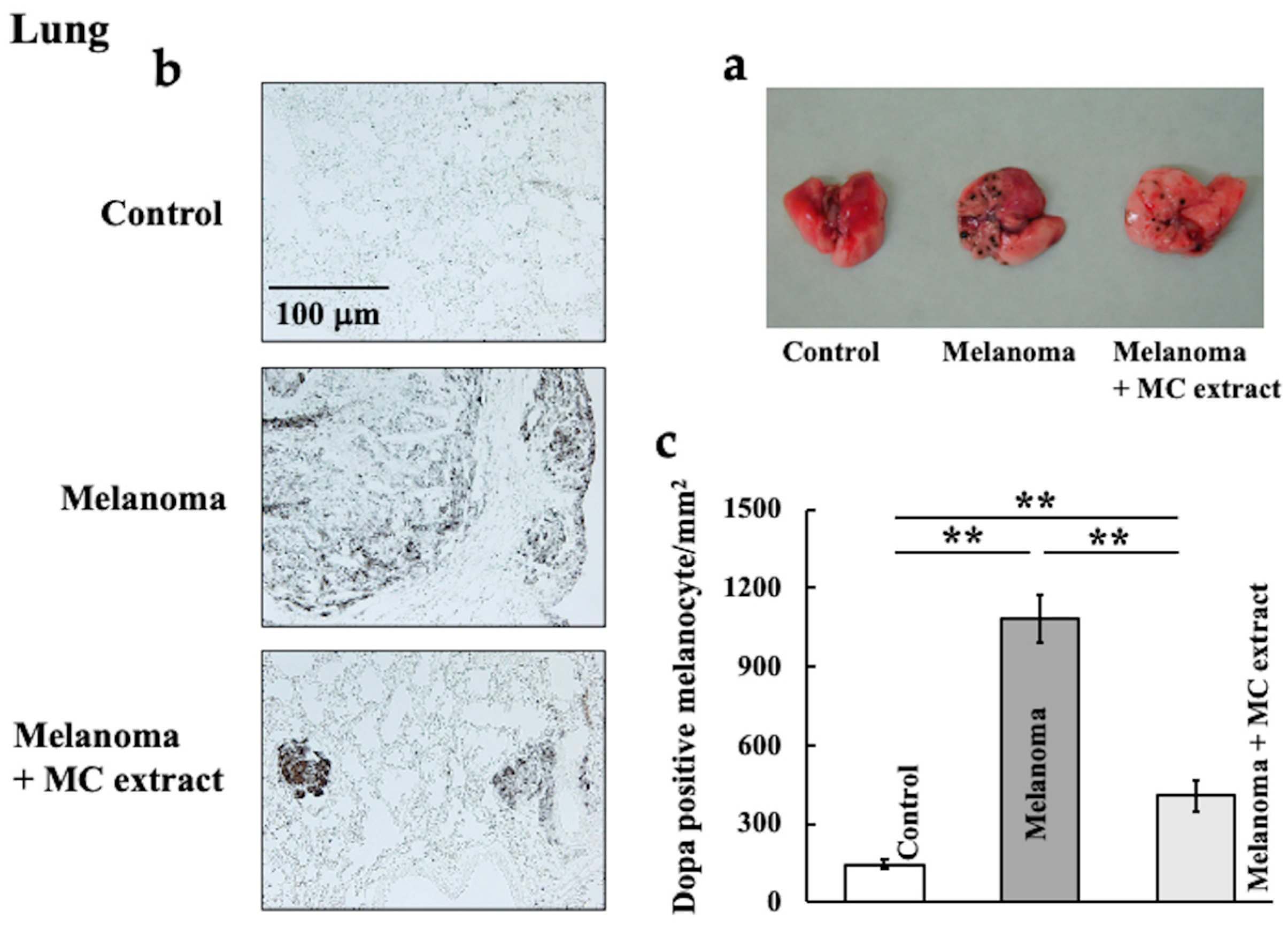 Ijms 25 12800 g001 Ijms 25 12800 g001