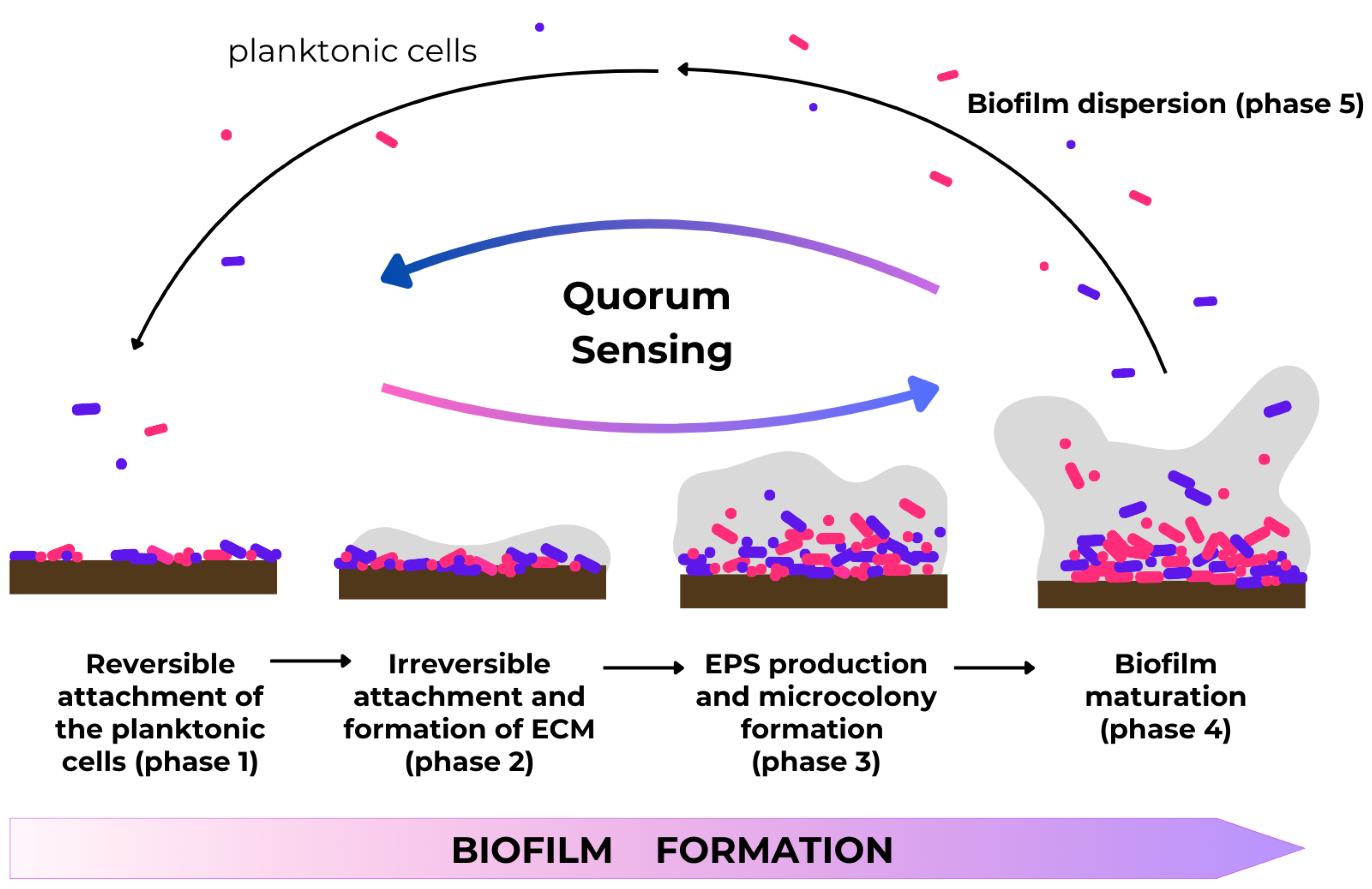 Ijms 25 12808 g003 Ijms 25 12808 g003