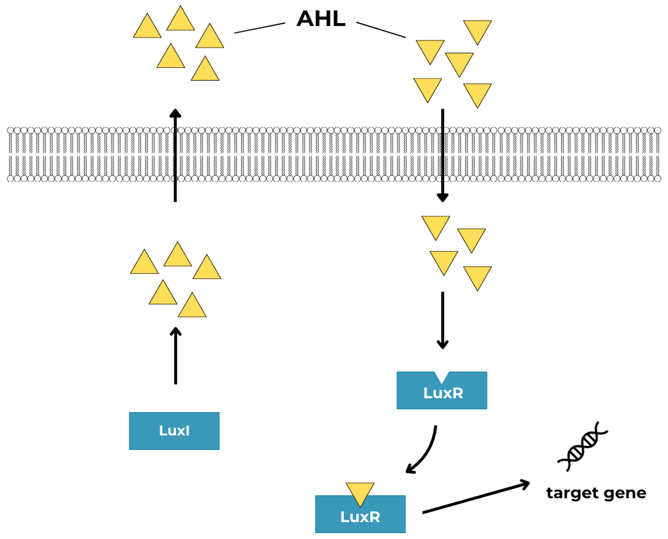 Ijms 25 12808 g005 Ijms 25 12808 g005