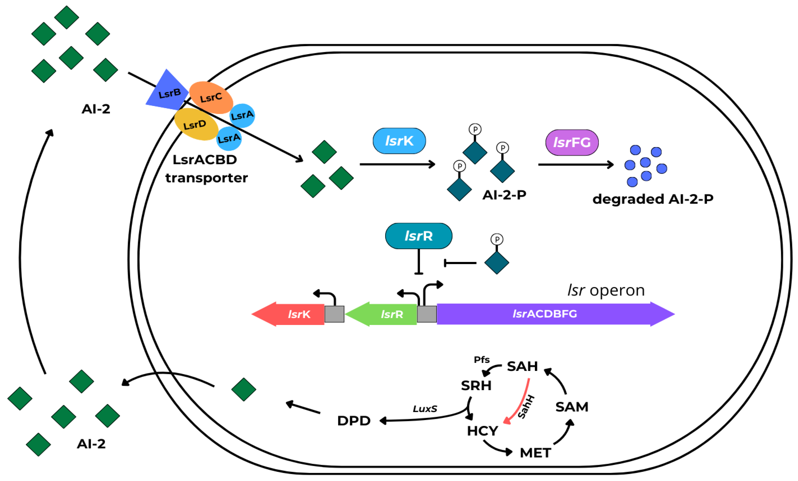 Ijms 25 12808 g006 Ijms 25 12808 g006