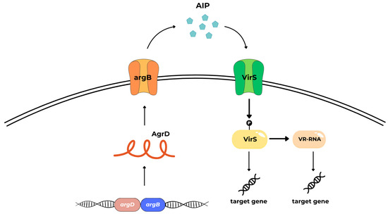 あい Understanding Quorum-Sensing and Biofilm Forming in