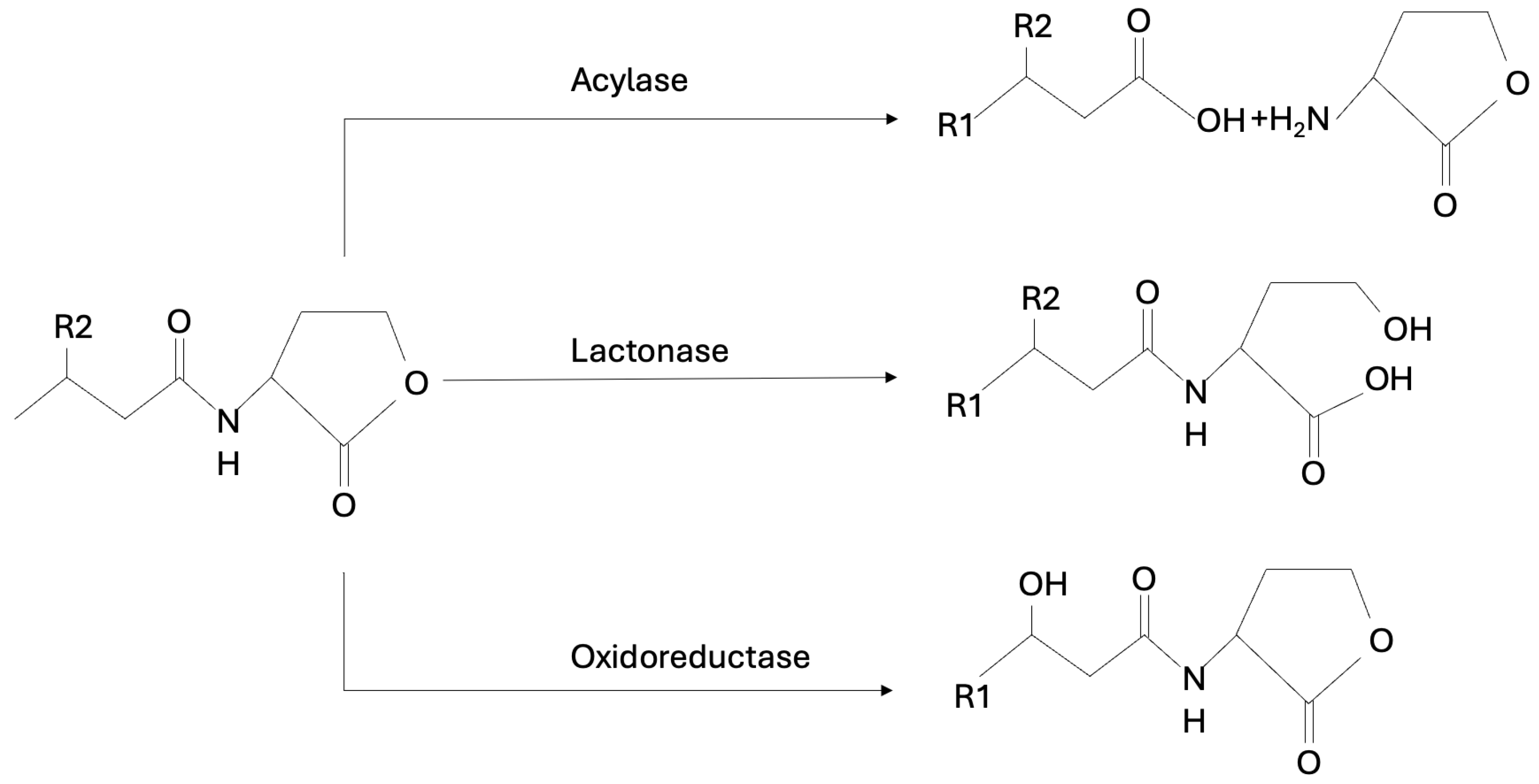 Ijms 25 12808 g009 Ijms 25 12808 g009