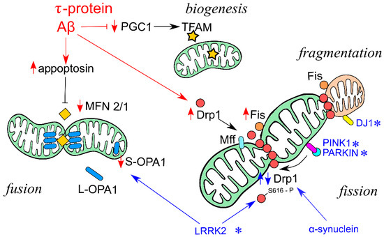 Mitochondrial Dynamics in Brain Cells During Normal and