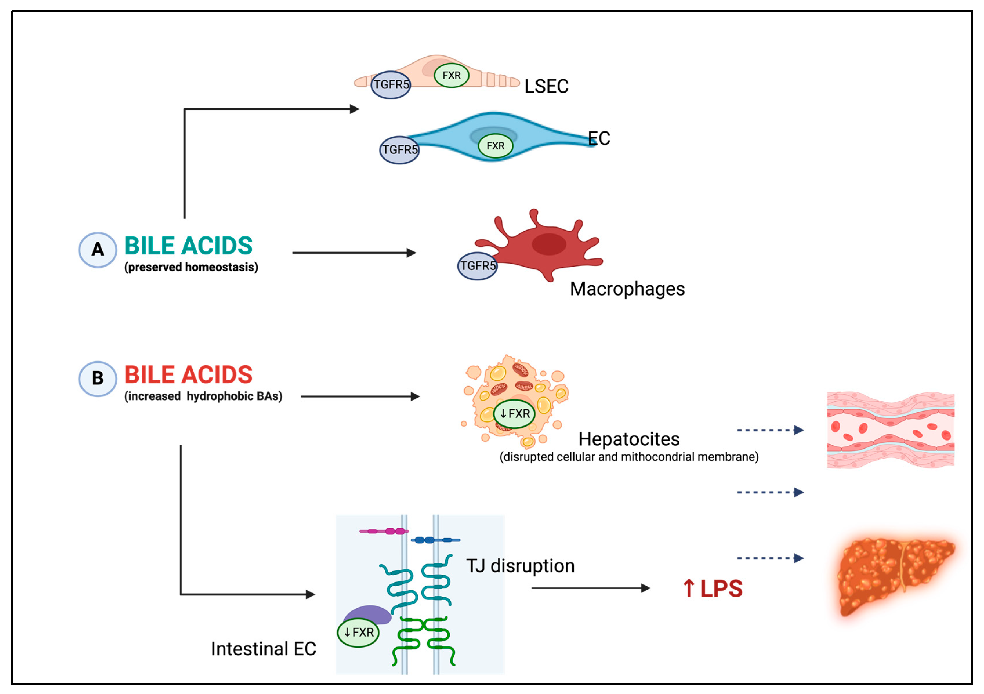 Endothelial Dysfunction and Liver Cirrhosis: Unraveling of a Endothelial Dysfunction and Liver Cirrhosis: Unraveling of a