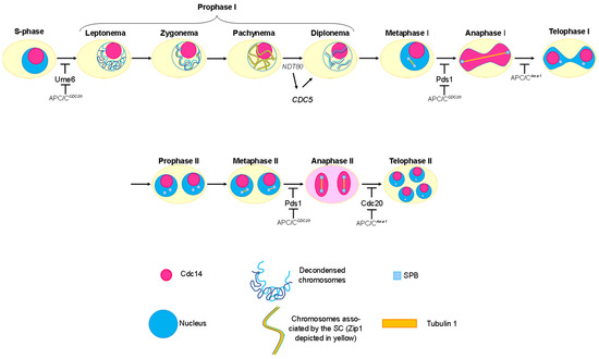 Decoding the Nucleolar Role in Meiotic Recombination and