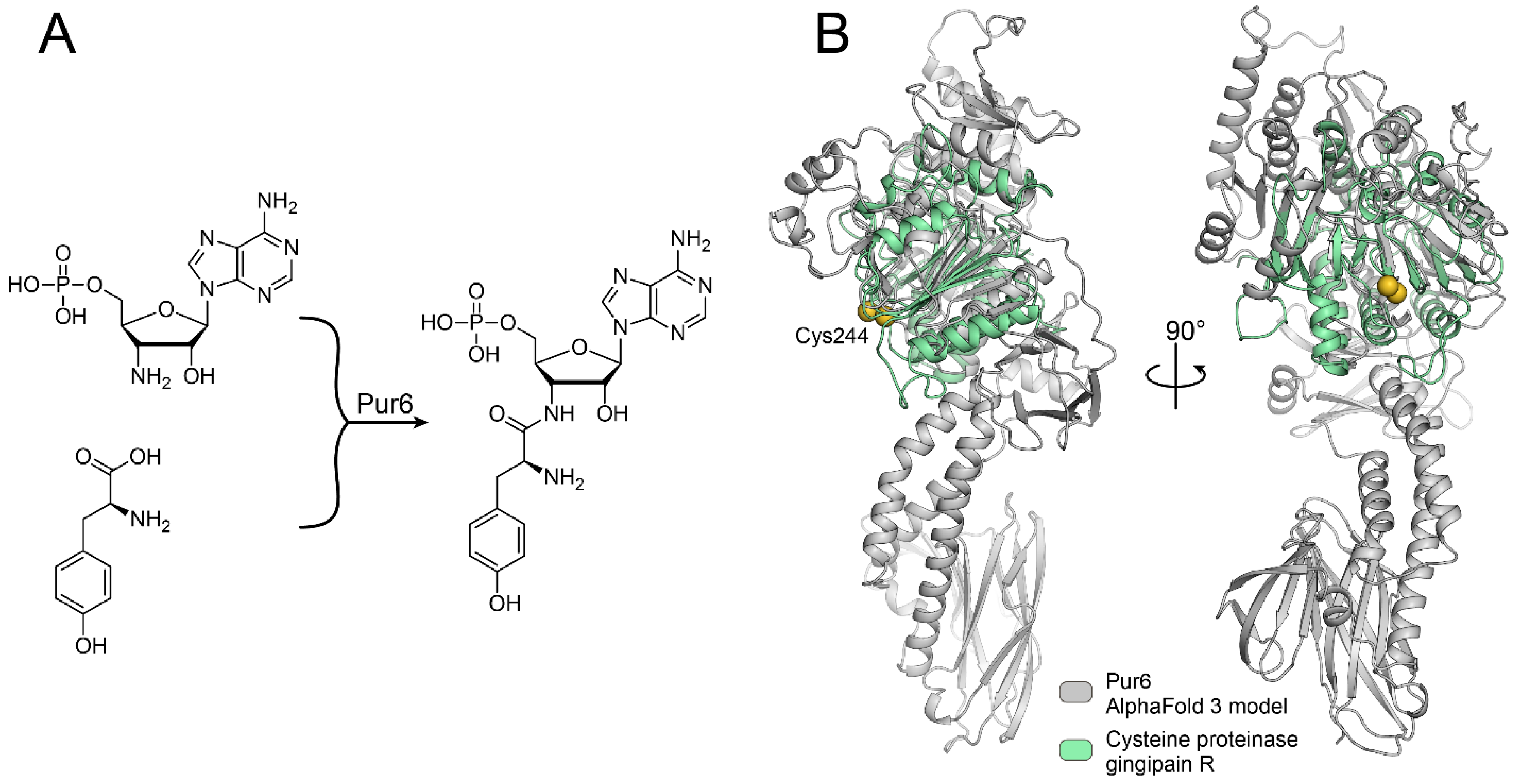 Ijms 25 12901 g001 Ijms 25 12901 g001