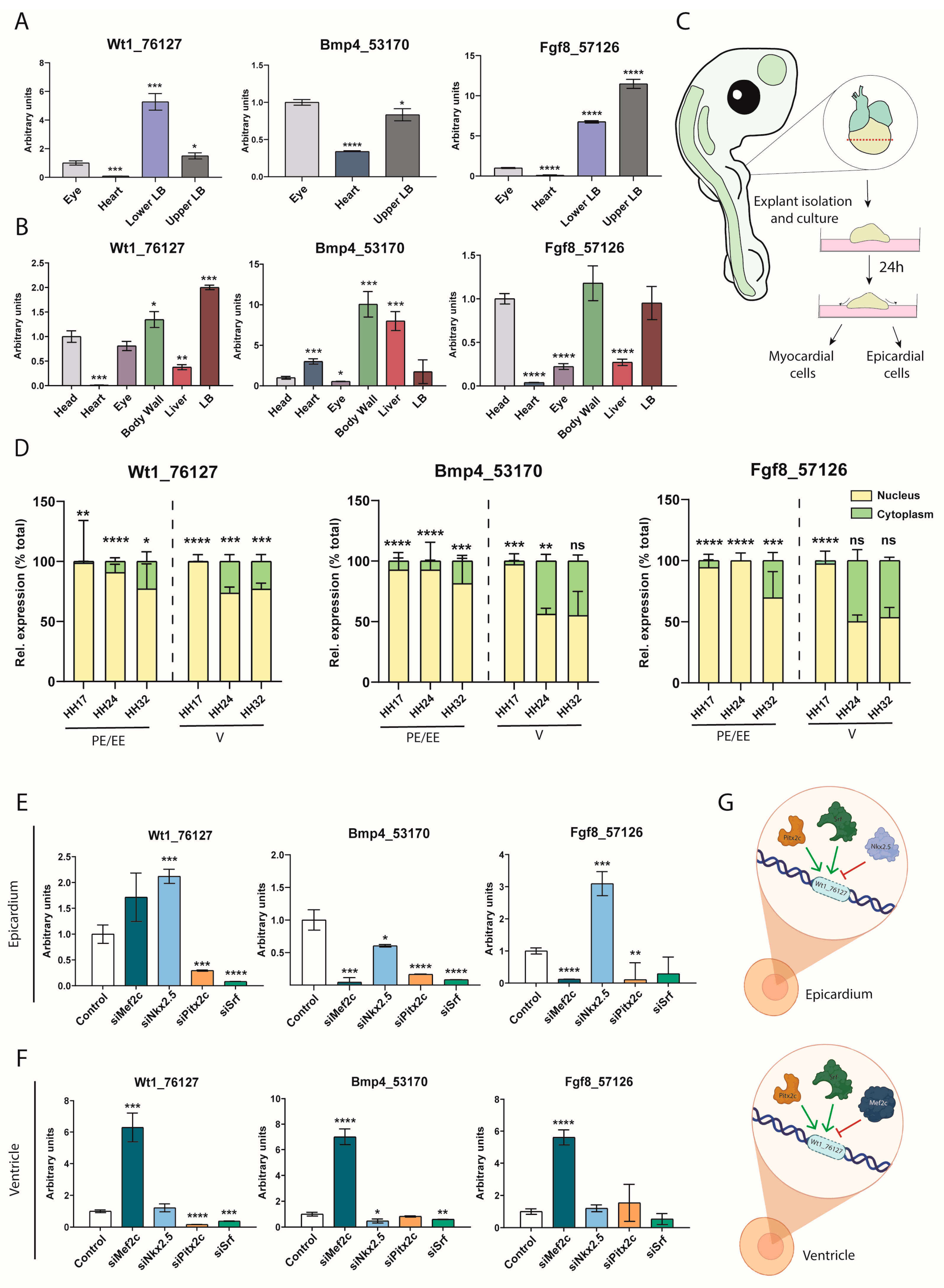 Mef2c- and Nkx2-5-Divergent Transcriptional Regulation of Chick WT1_76127  and Mouse Gm14014 lncRNAs and Their Implication in Epicardial Cell Migration