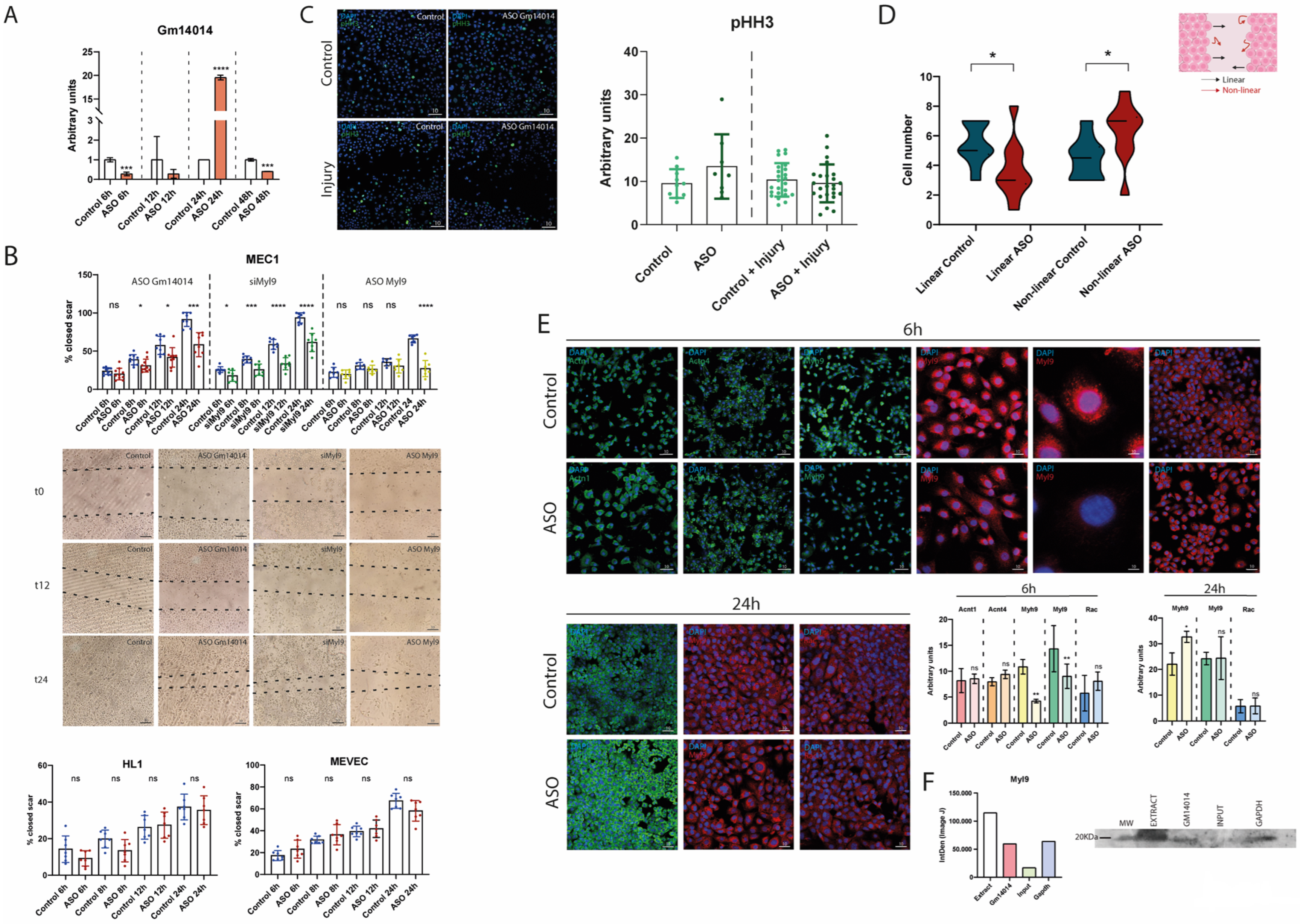 Ijms 25 12904 g004 Ijms 25 12904 g004