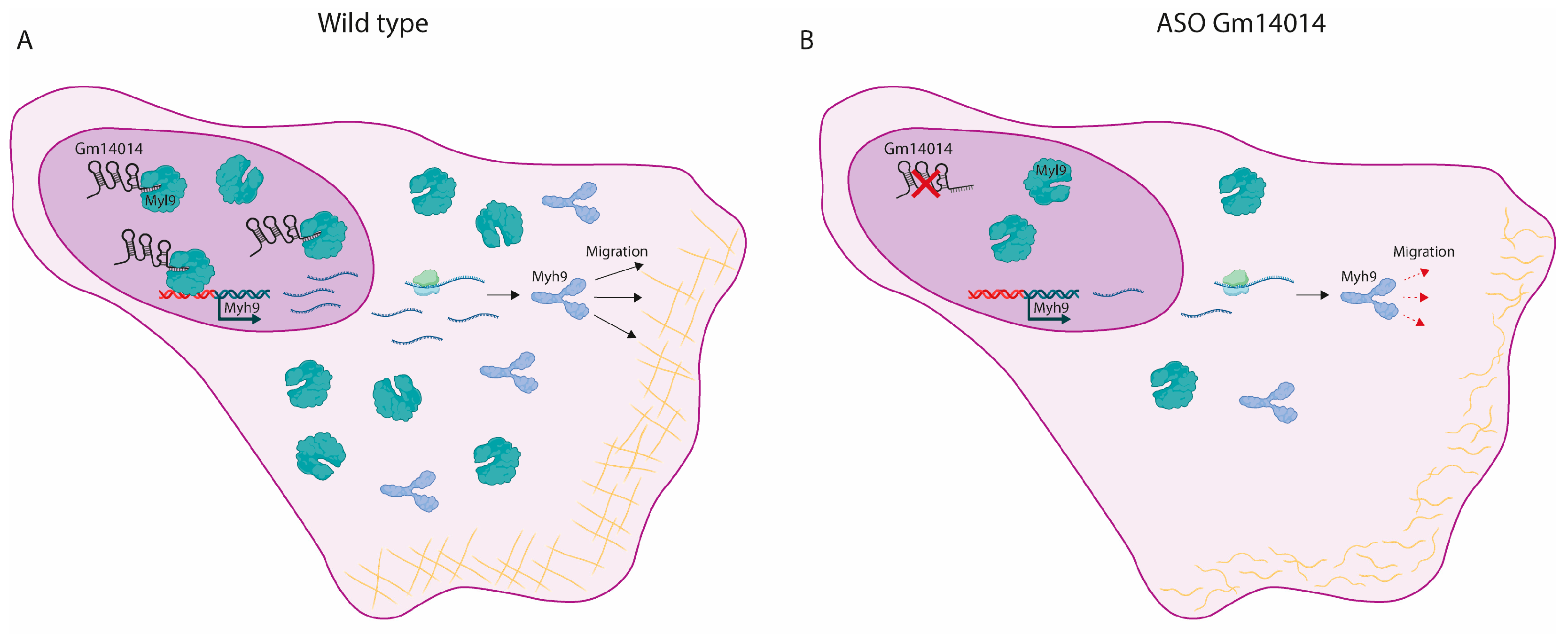 Mef2c- and Nkx2-5-Divergent Transcriptional Regulation of Chick WT1_76127  and Mouse Gm14014 lncRNAs and Their Implication in Epicardial Cell Migration