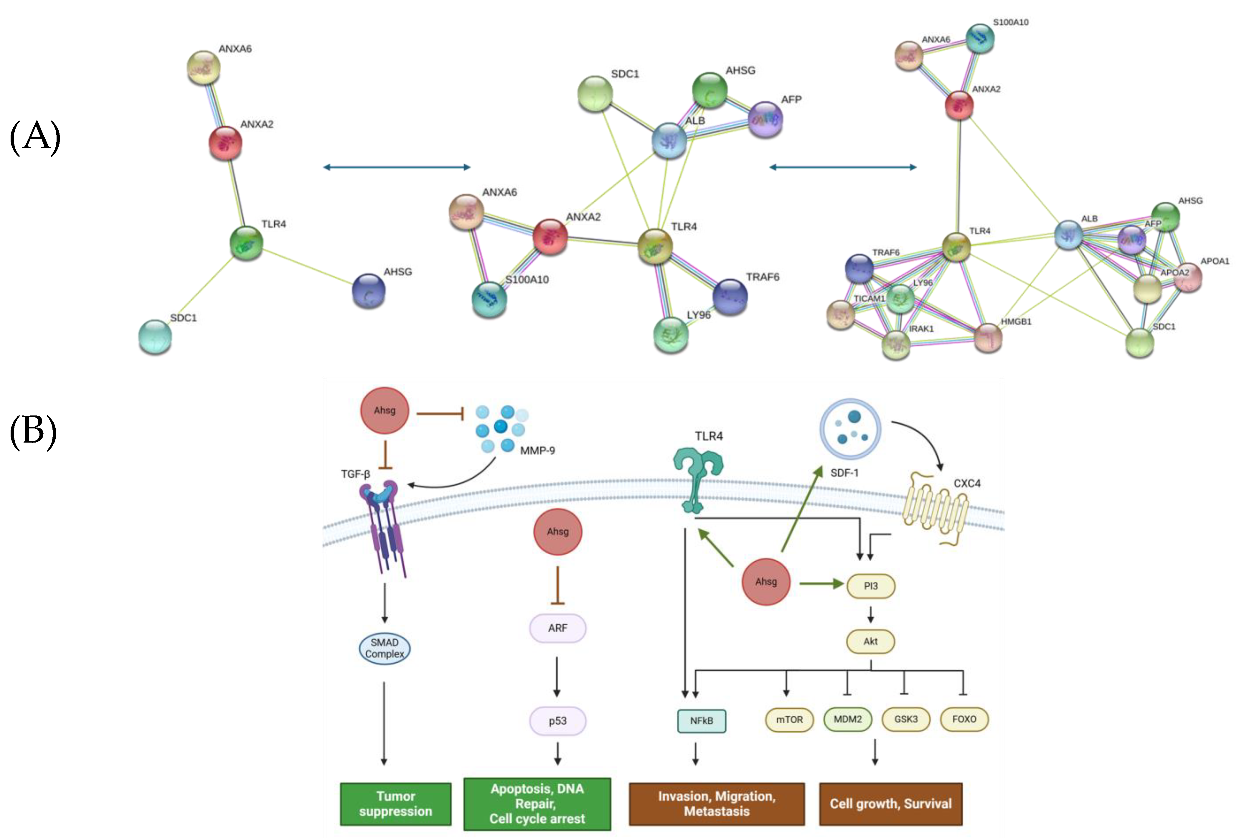 Ijms 25 12918 g001 Ijms 25 12918 g001