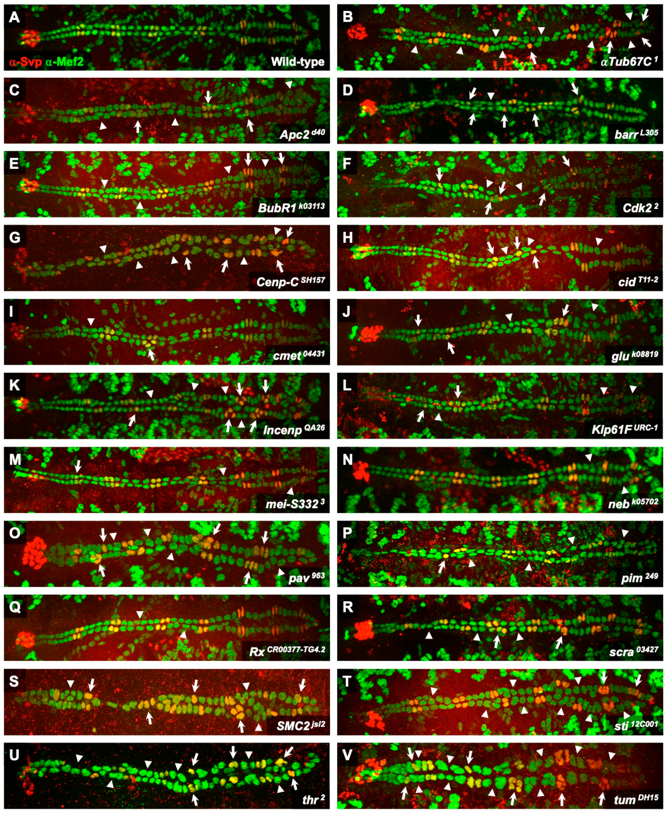 Ijms 25 12933 g002 Ijms 25 12933 g002