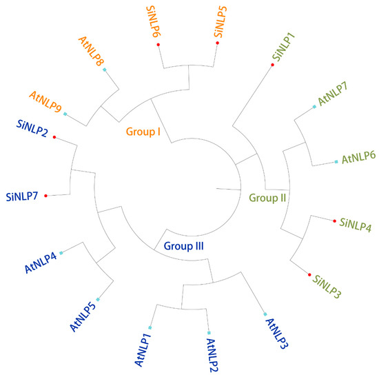 M Genome-Wide Identification of NLP Gene Families and