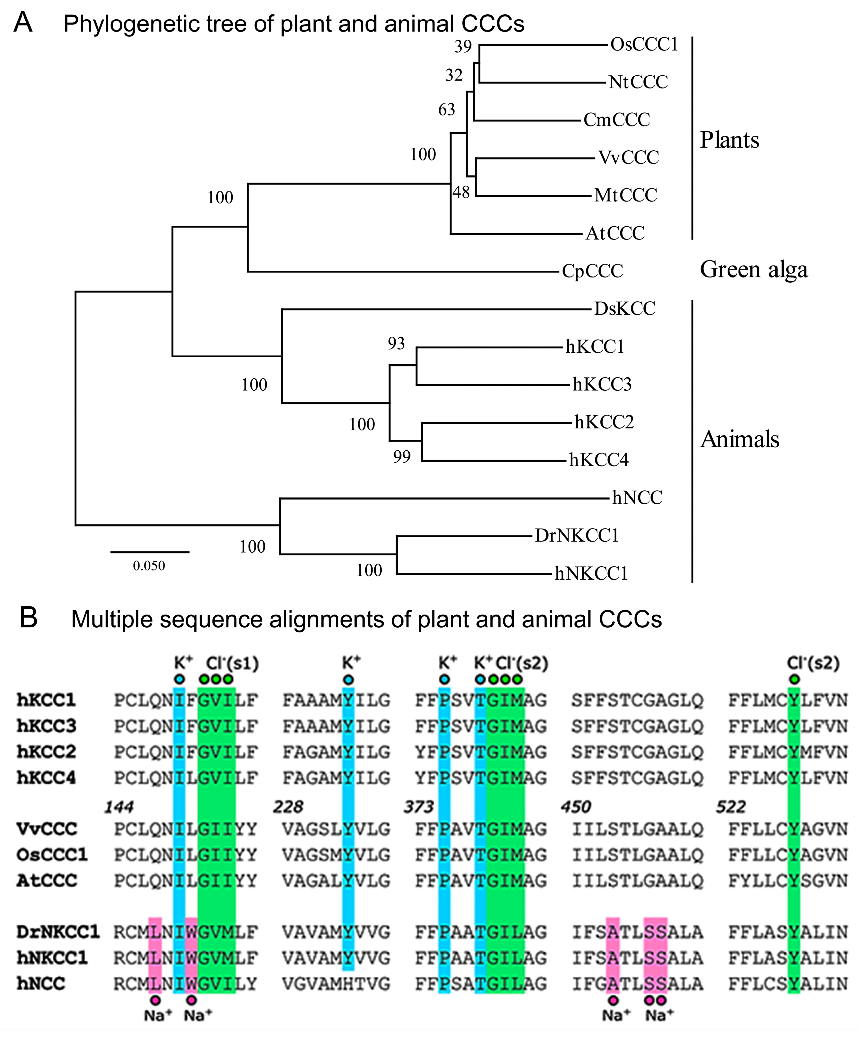 Ijms 25 12955 g001 Ijms 25 12955 g001