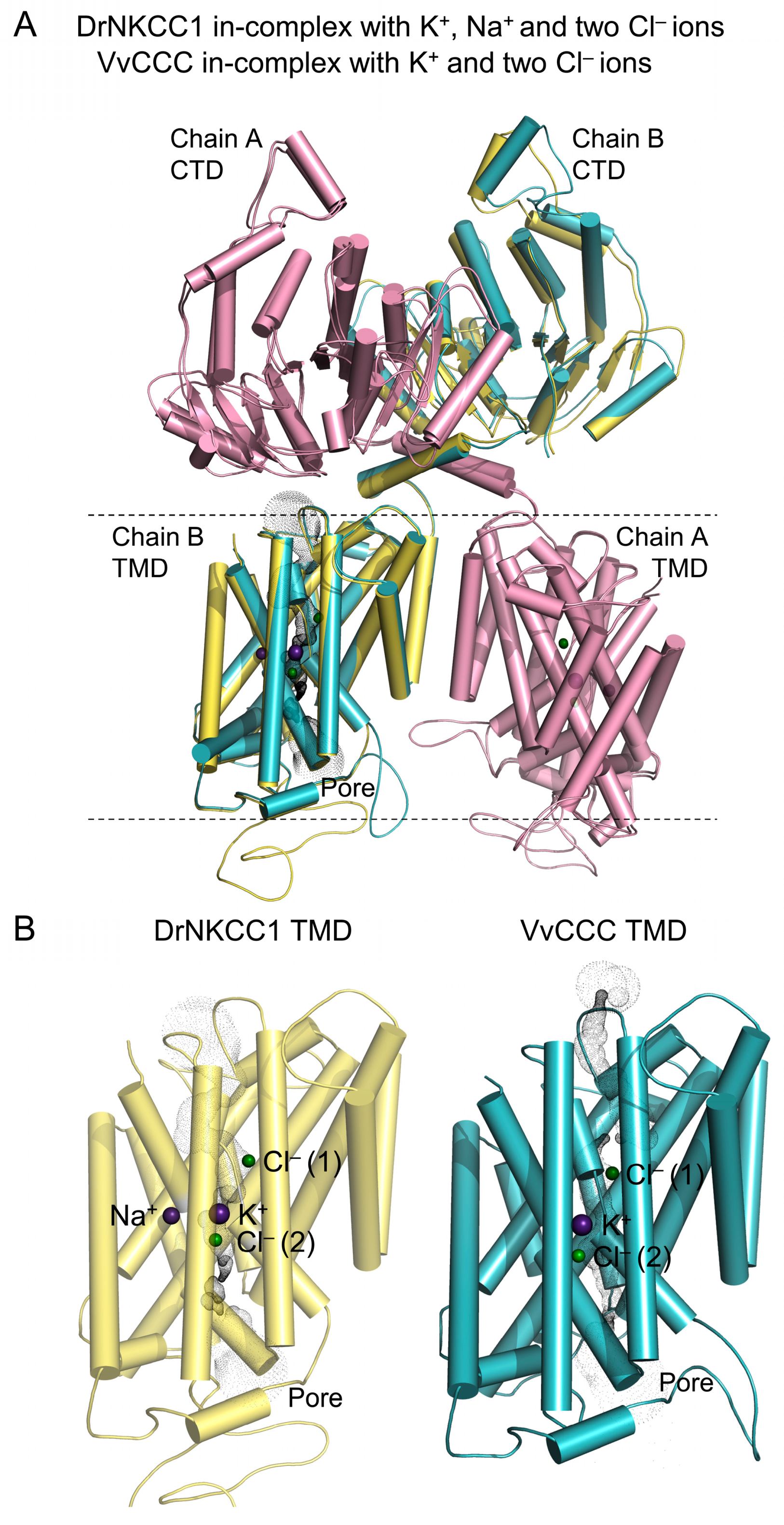 Ijms 25 12955 g003 Ijms 25 12955 g003