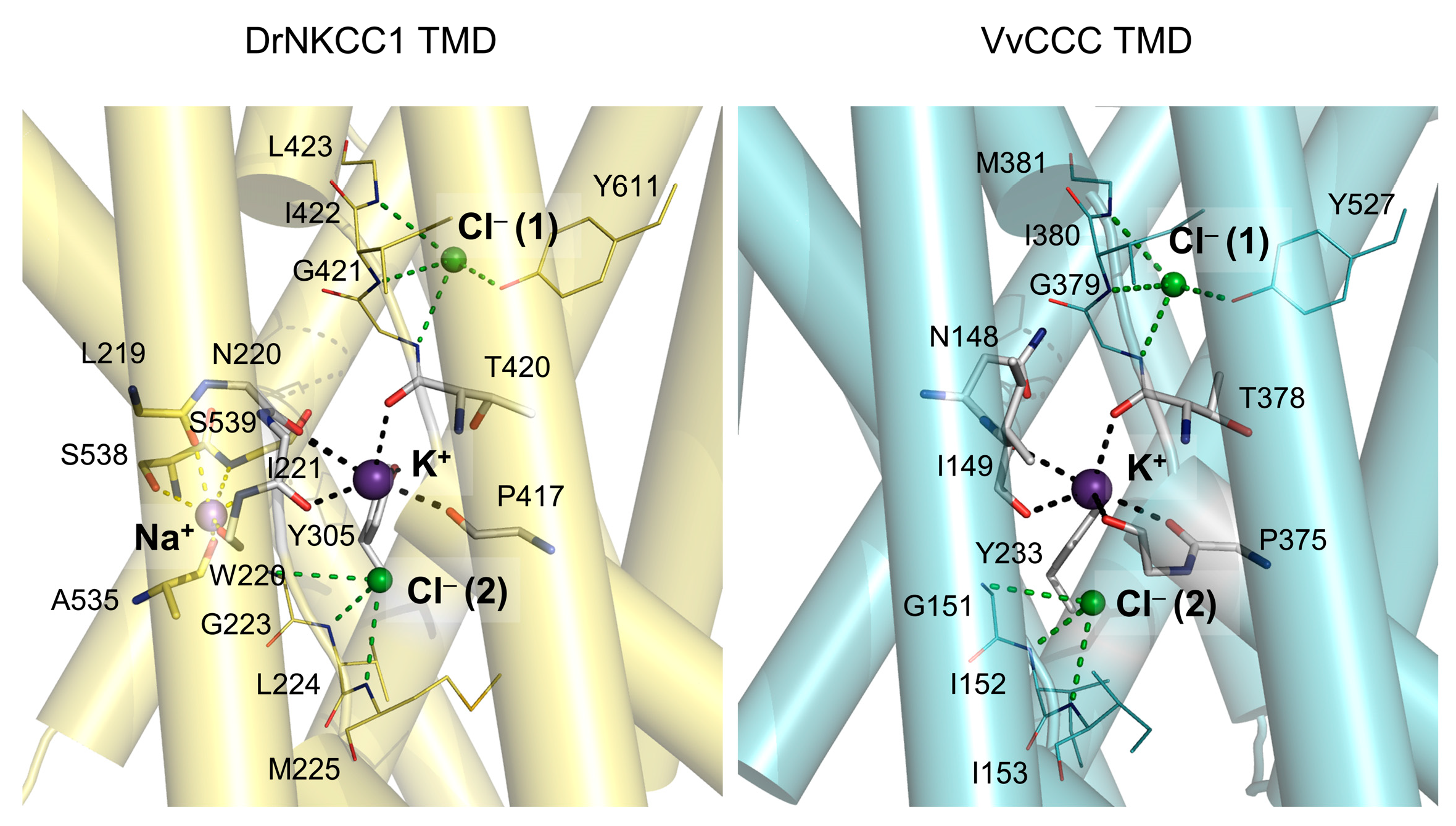 Ijms 25 12955 g004 Ijms 25 12955 g004