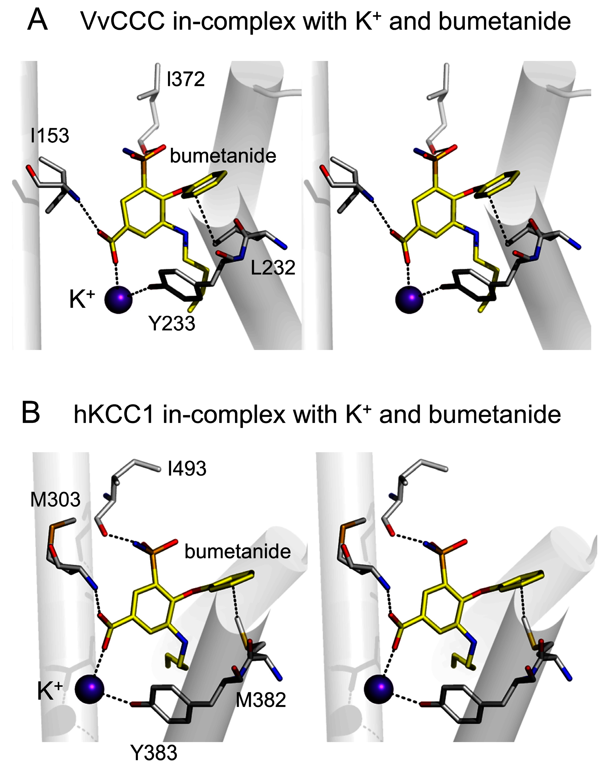 Ijms 25 12955 g005 Ijms 25 12955 g005