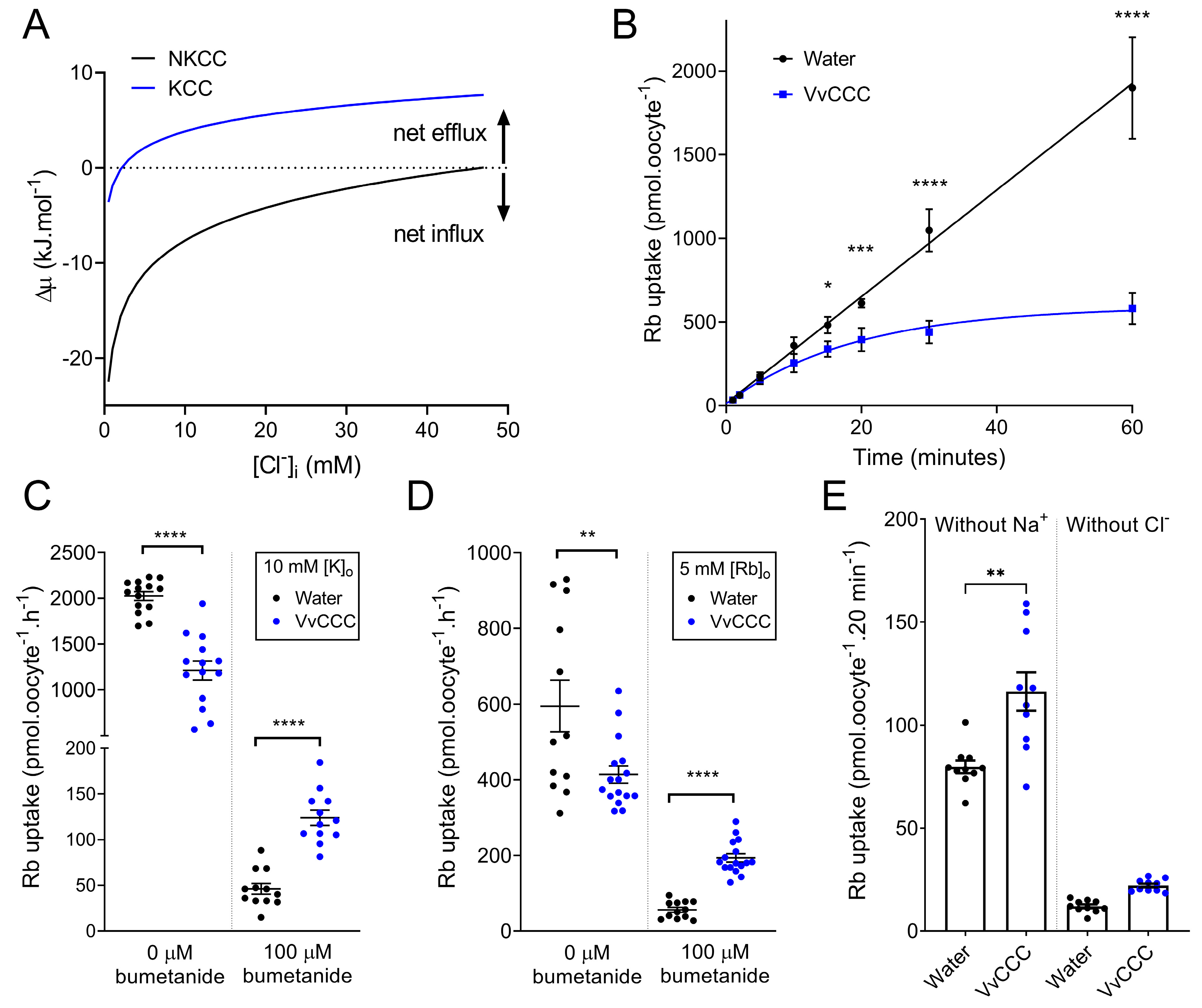 Ijms 25 12955 g006 Ijms 25 12955 g006