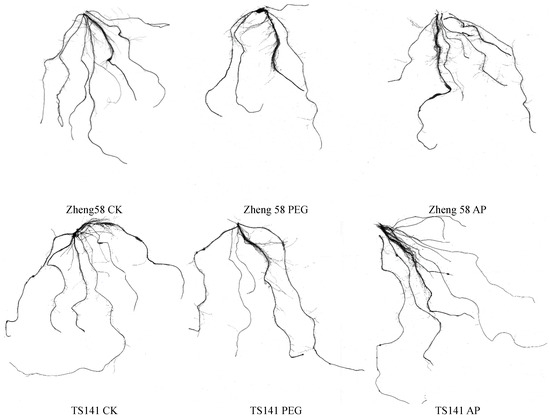 5-Aminolevulinic Acid (5-ALA)-Induced Drought Resistance in Maize