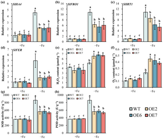 GH3 Gene Family Identification in Chinese White Pear (Pyrus GH3 Gene Family Identification in Chinese White Pear (Pyrus