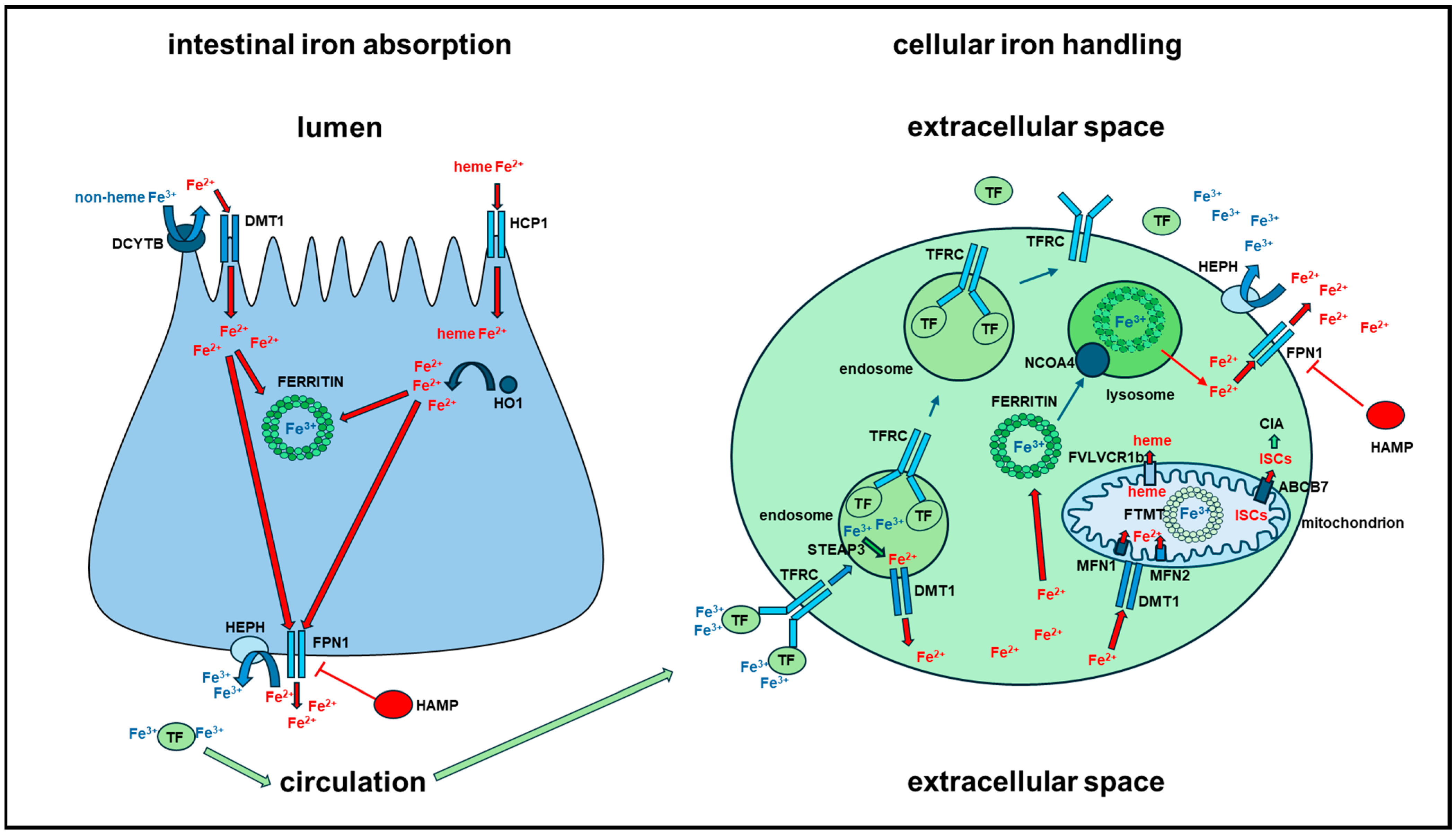 Ijms 25 12987 g002 Ijms 25 12987 g002