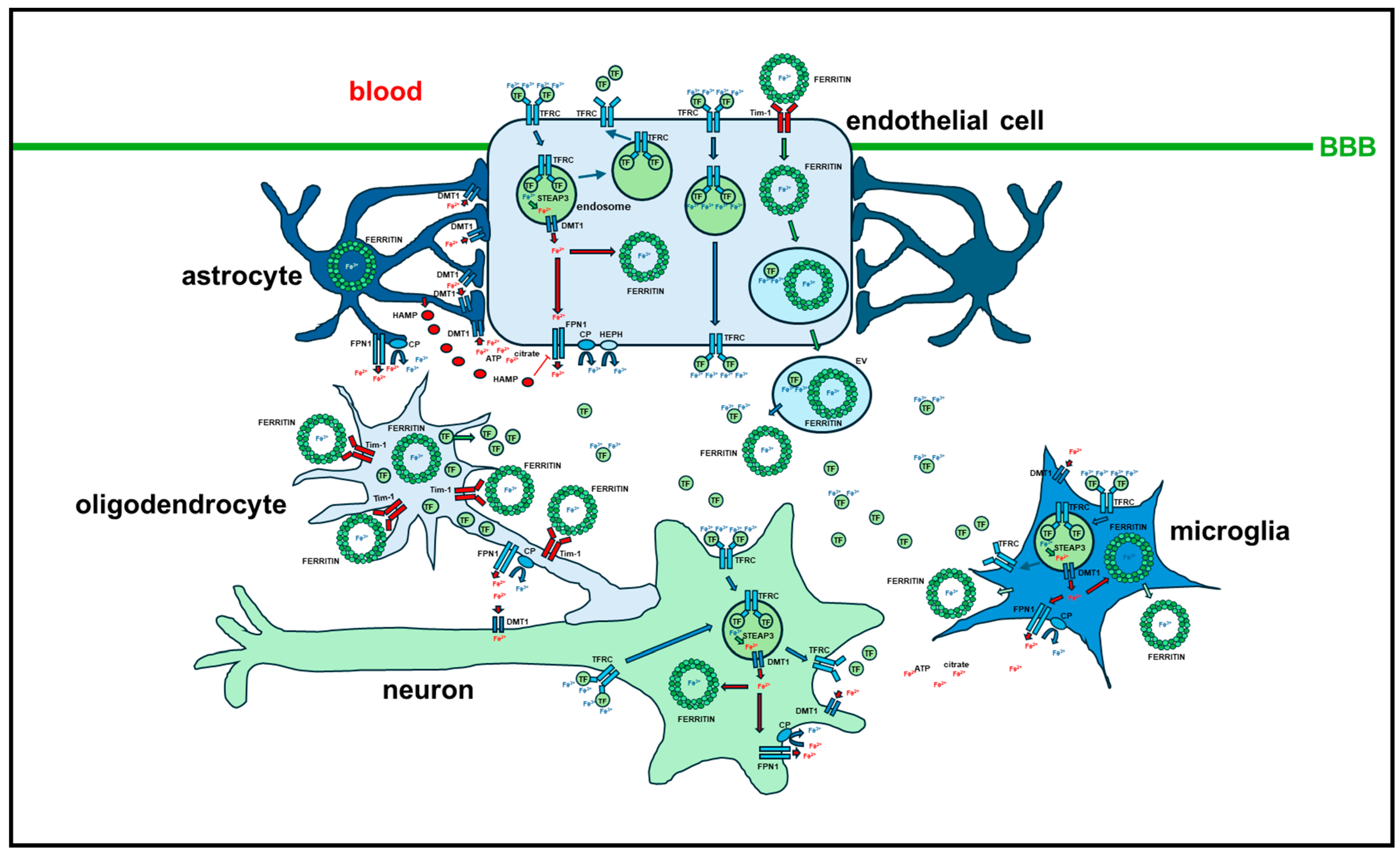 Ijms 25 12987 g004 Ijms 25 12987 g004