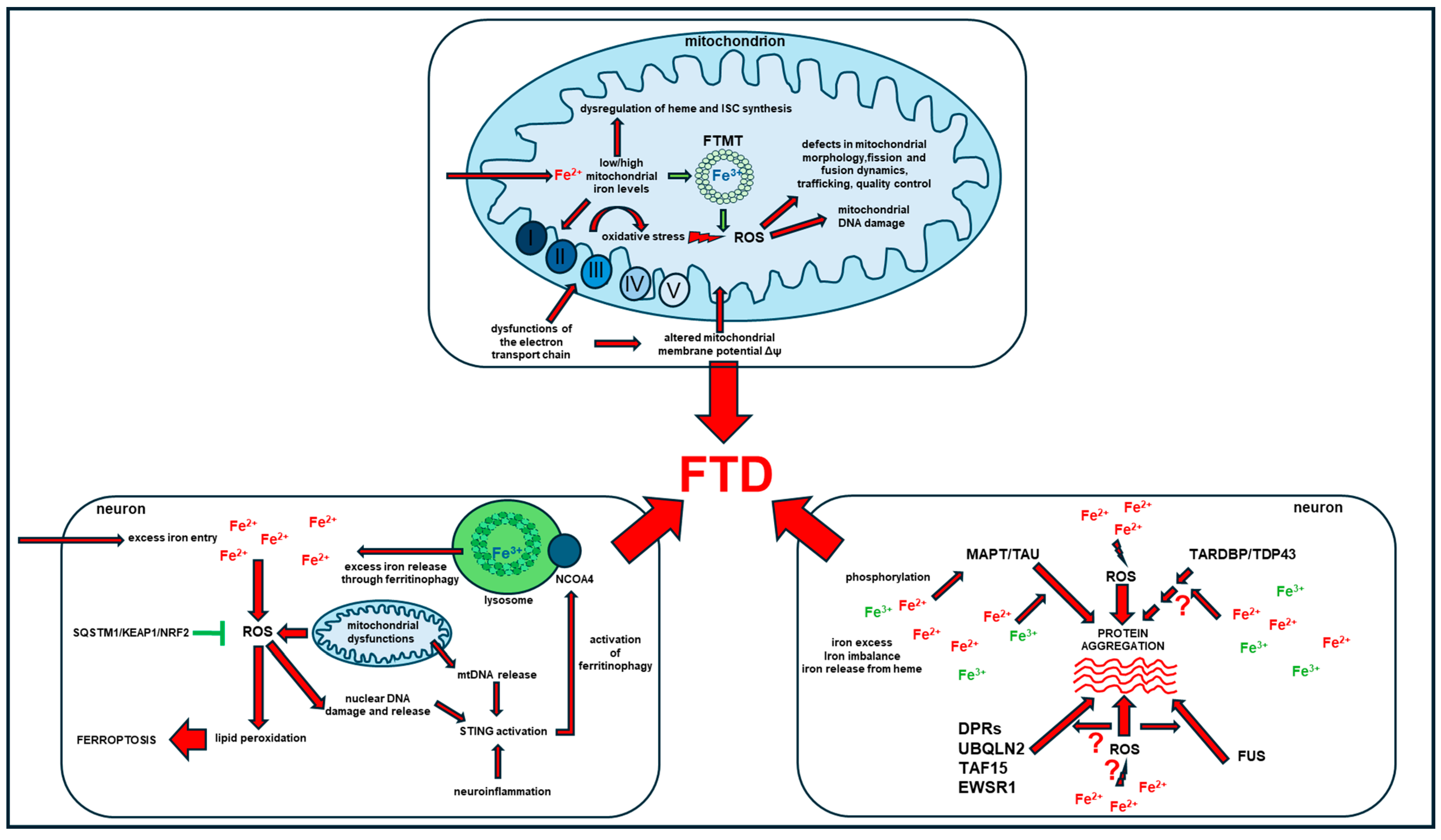 Ijms 25 12987 g005 Ijms 25 12987 g005