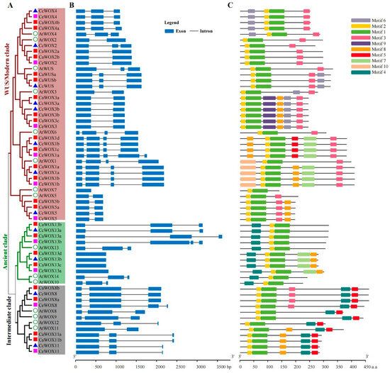 The Identification and Characterization of WOX Family Genes in
