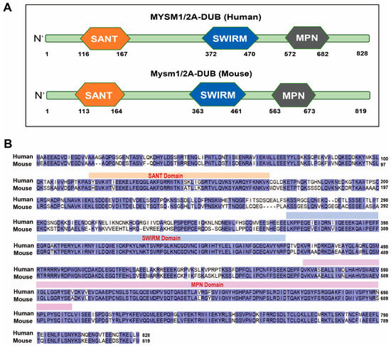 Deubiquitinase MYSM1: An Important Tissue Development and