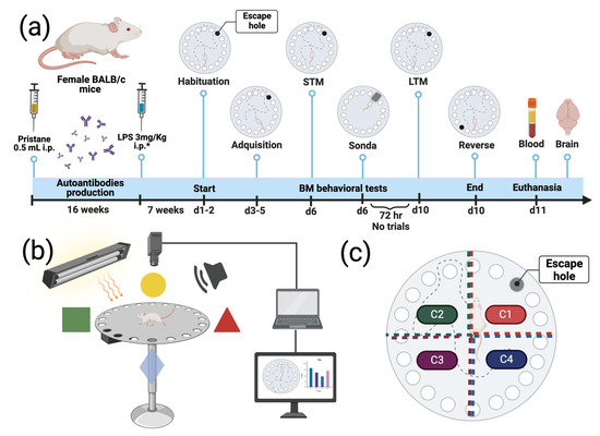 The Association of Anti-Sm with Osteopontin Related to Cognitive ...