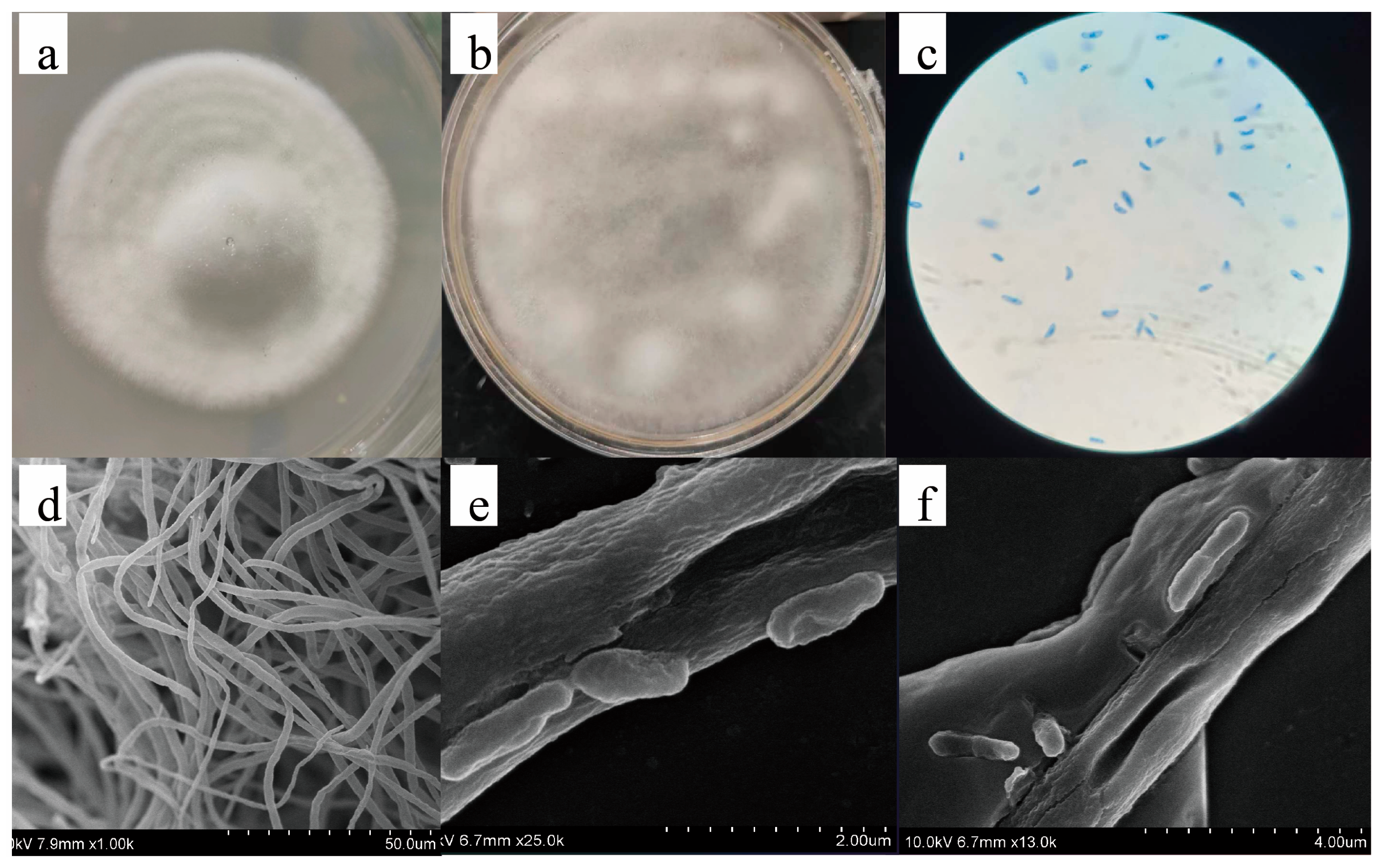 Ijms 25 13118 g001 Ijms 25 13118 g001