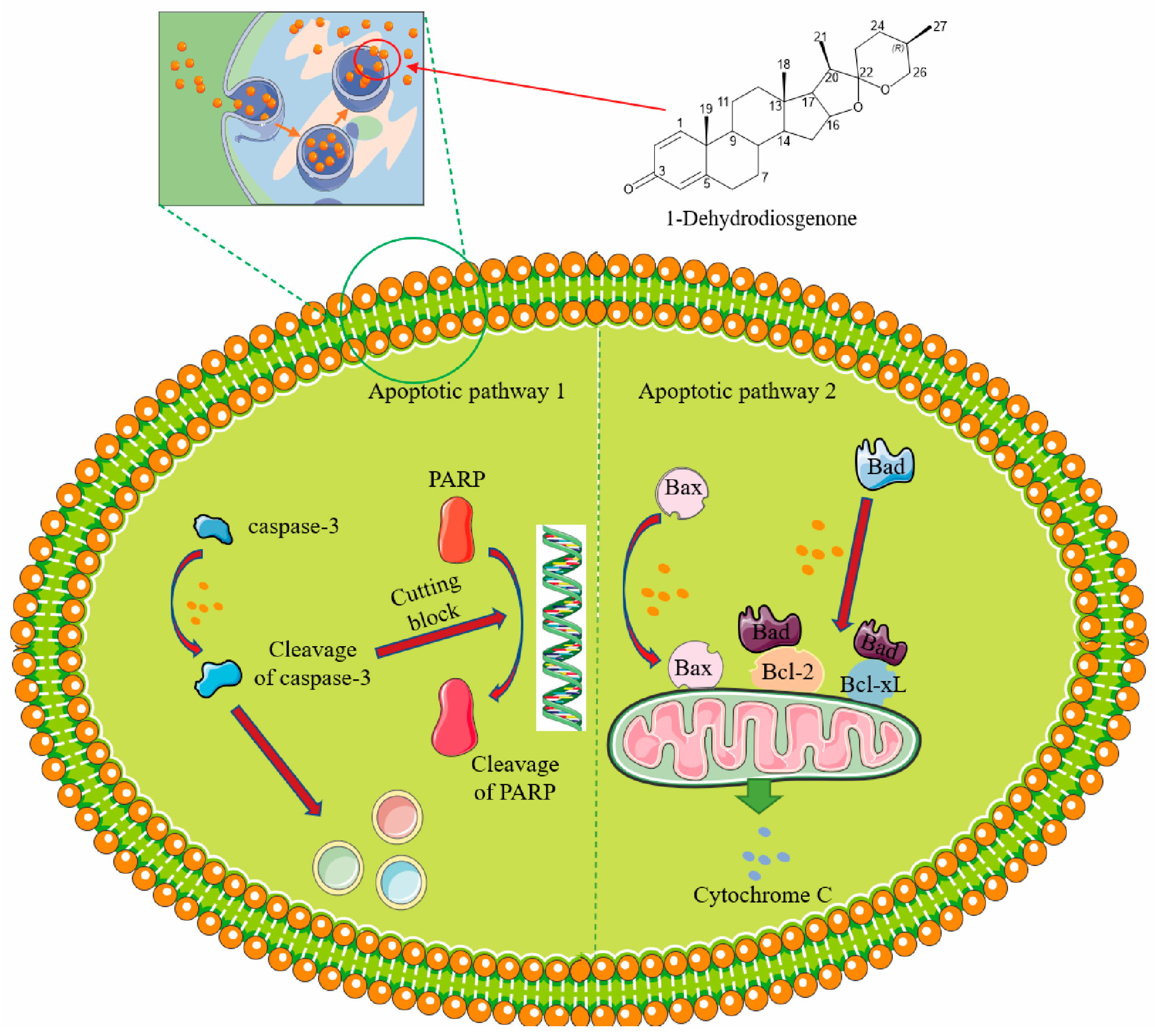 Ijms 25 13118 g006 Ijms 25 13118 g006