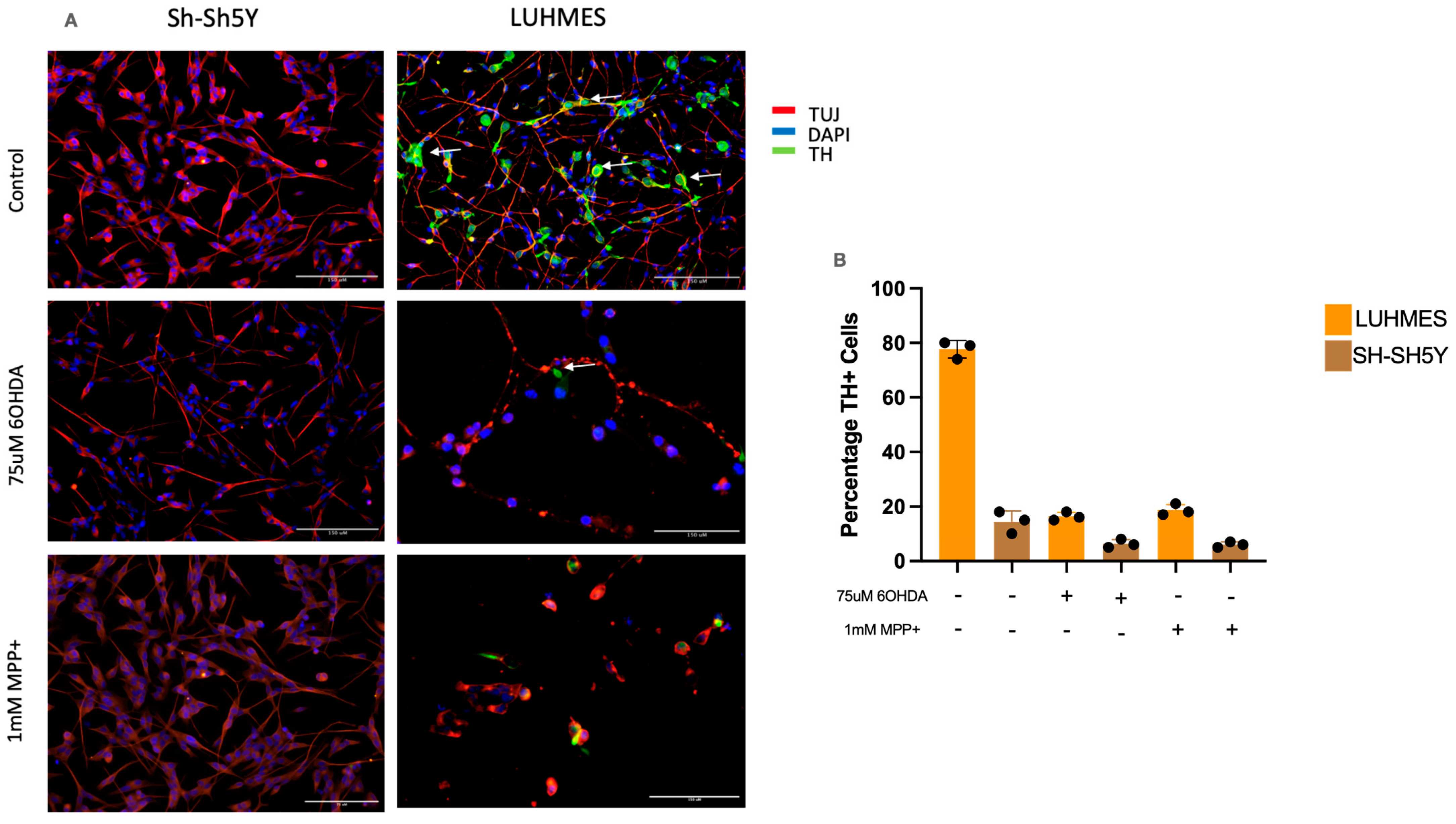 Ijms 25 13122 g002 Ijms 25 13122 g002