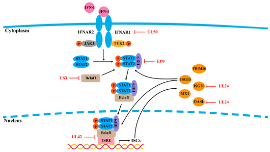 Evasion of the Antiviral Innate Immunity by PRV