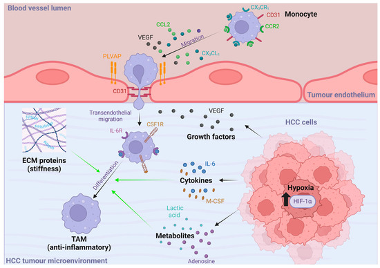 The Role of Macrophages in Hepatocellular Carcinoma and Their