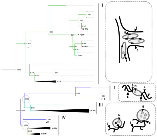 Thraustochytrids: Evolution, Ultrastructure, Biotechnology