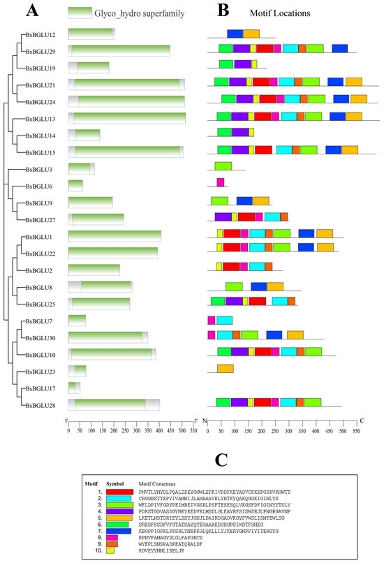 Unveiling the Role of β-Glucosidase Genes in Bletilla Unveiling the Role of β-Glucosidase Genes in Bletilla