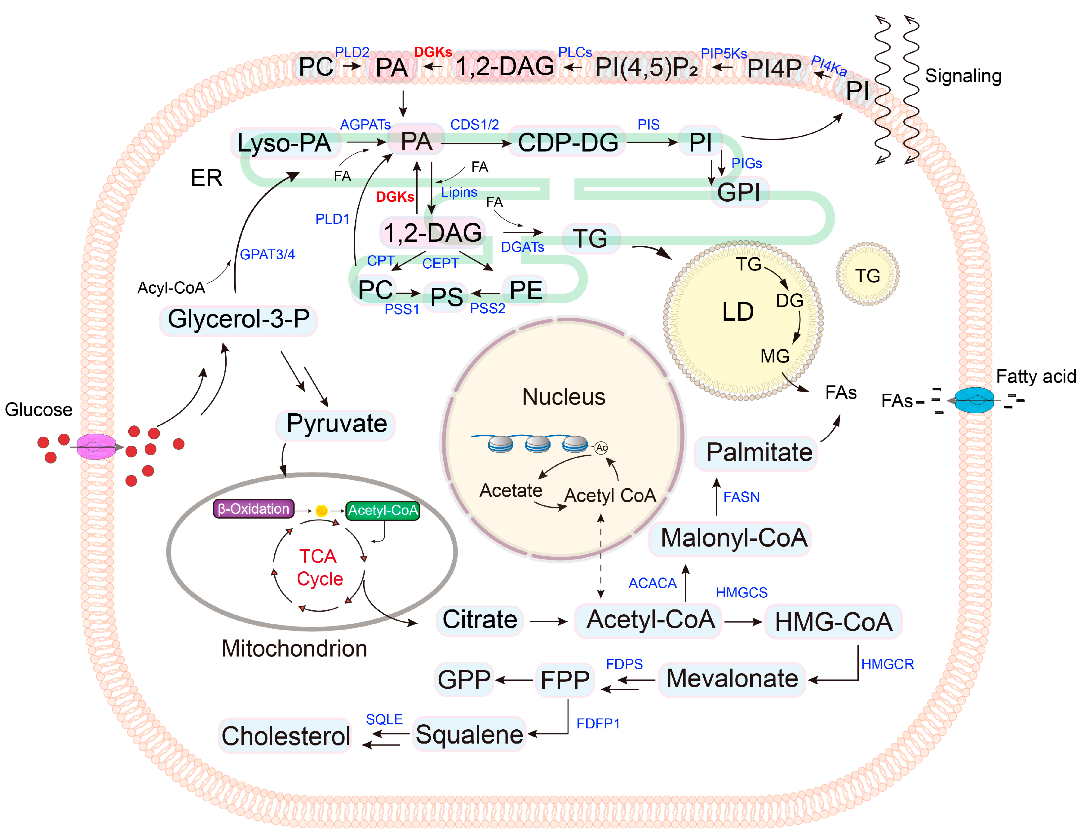 Ijms 25 13207 g001 Ijms 25 13207 g001