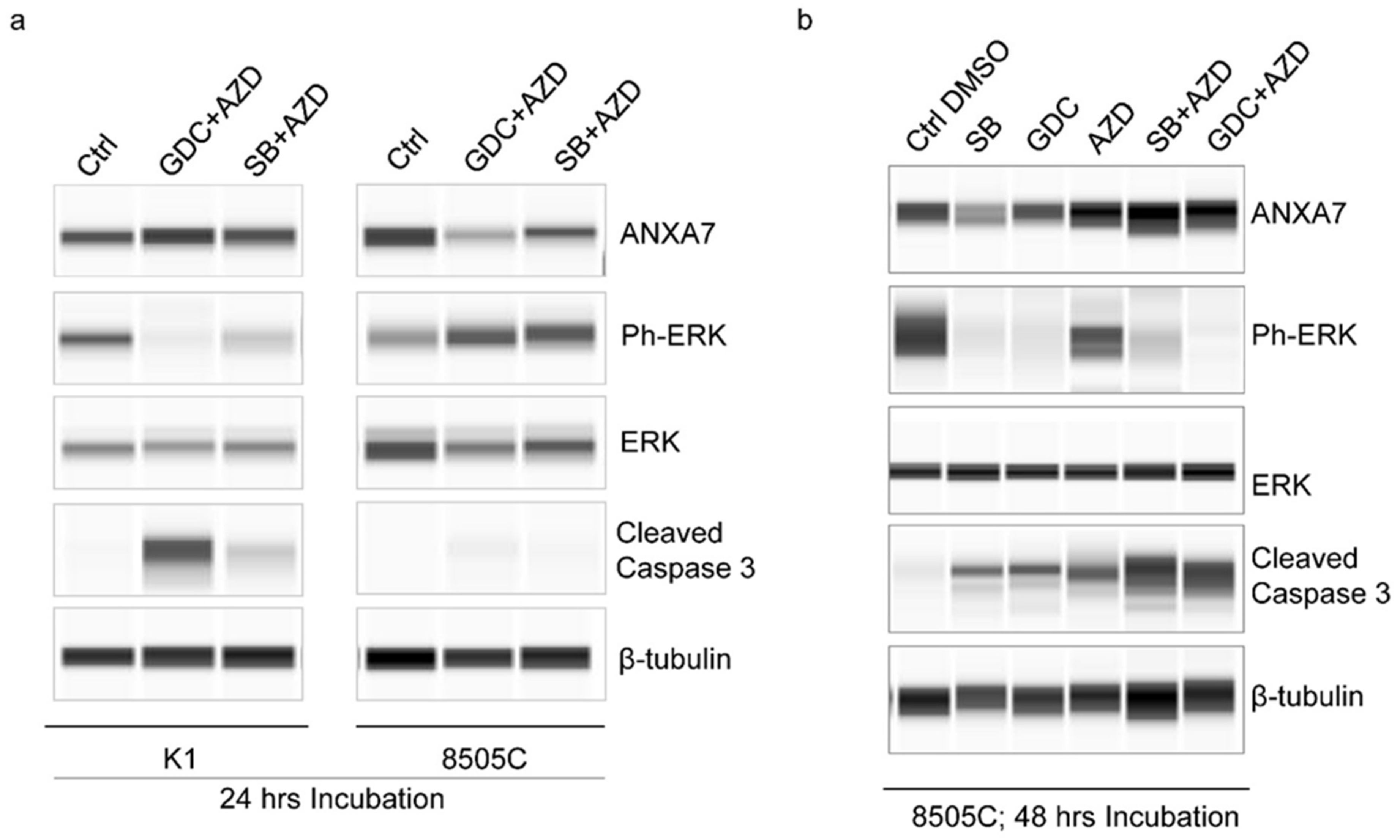 Ijms 25 13217 g005 Ijms 25 13217 g005