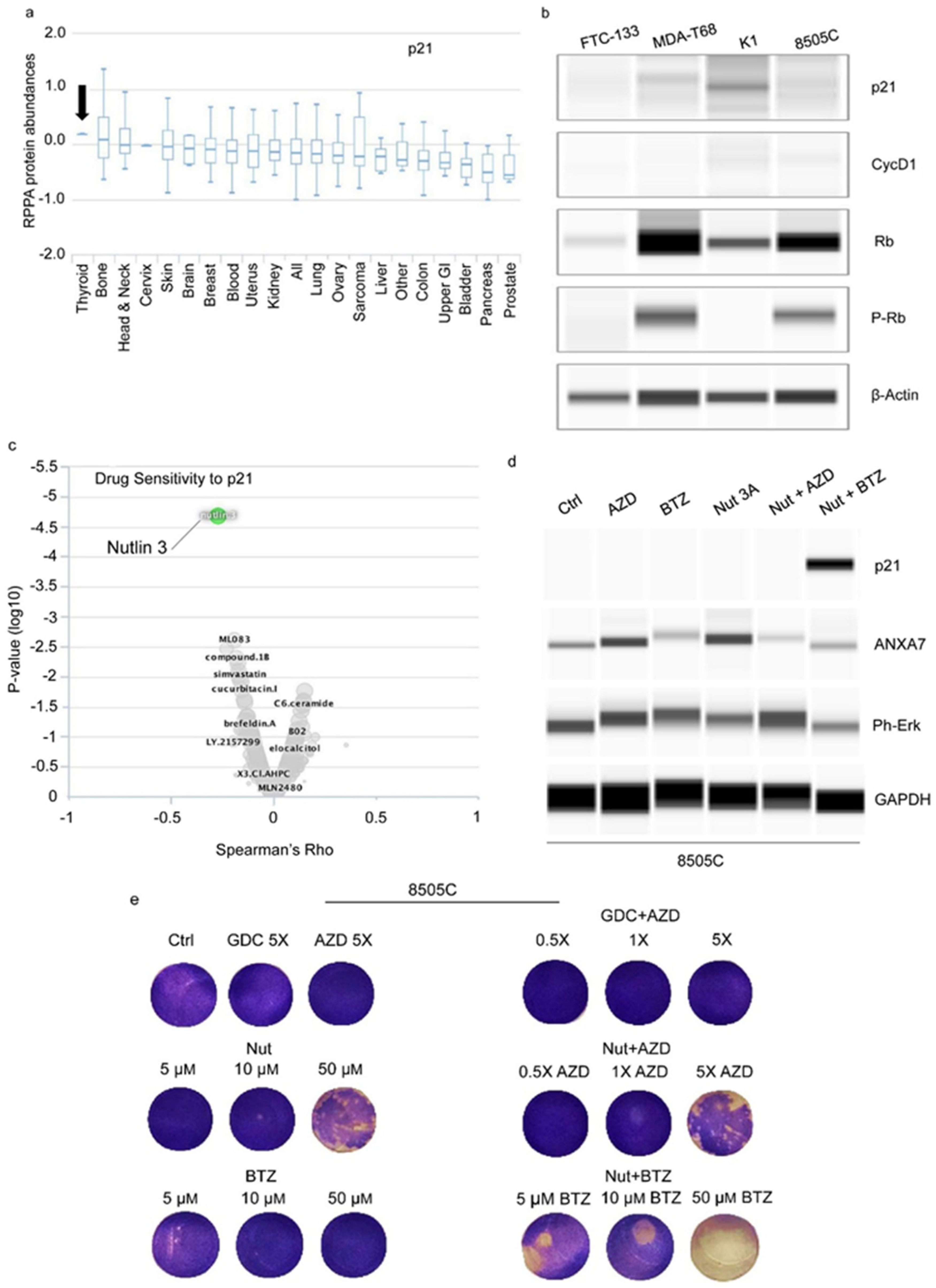 Ijms 25 13217 g007 Ijms 25 13217 g007