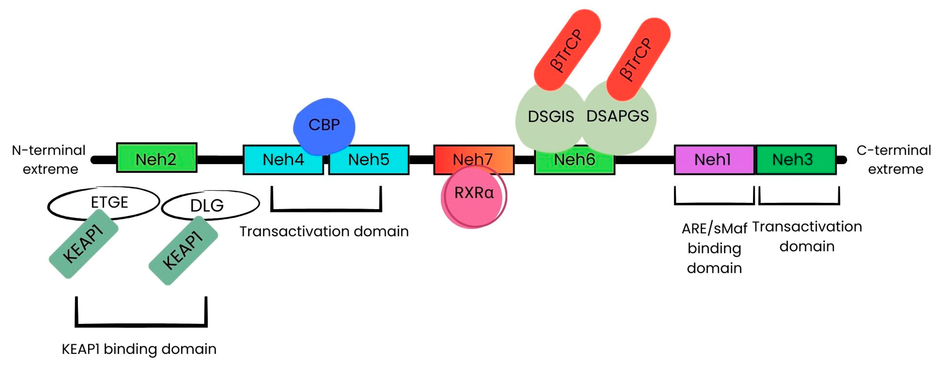 Ijms 25 13239 g001 Ijms 25 13239 g001