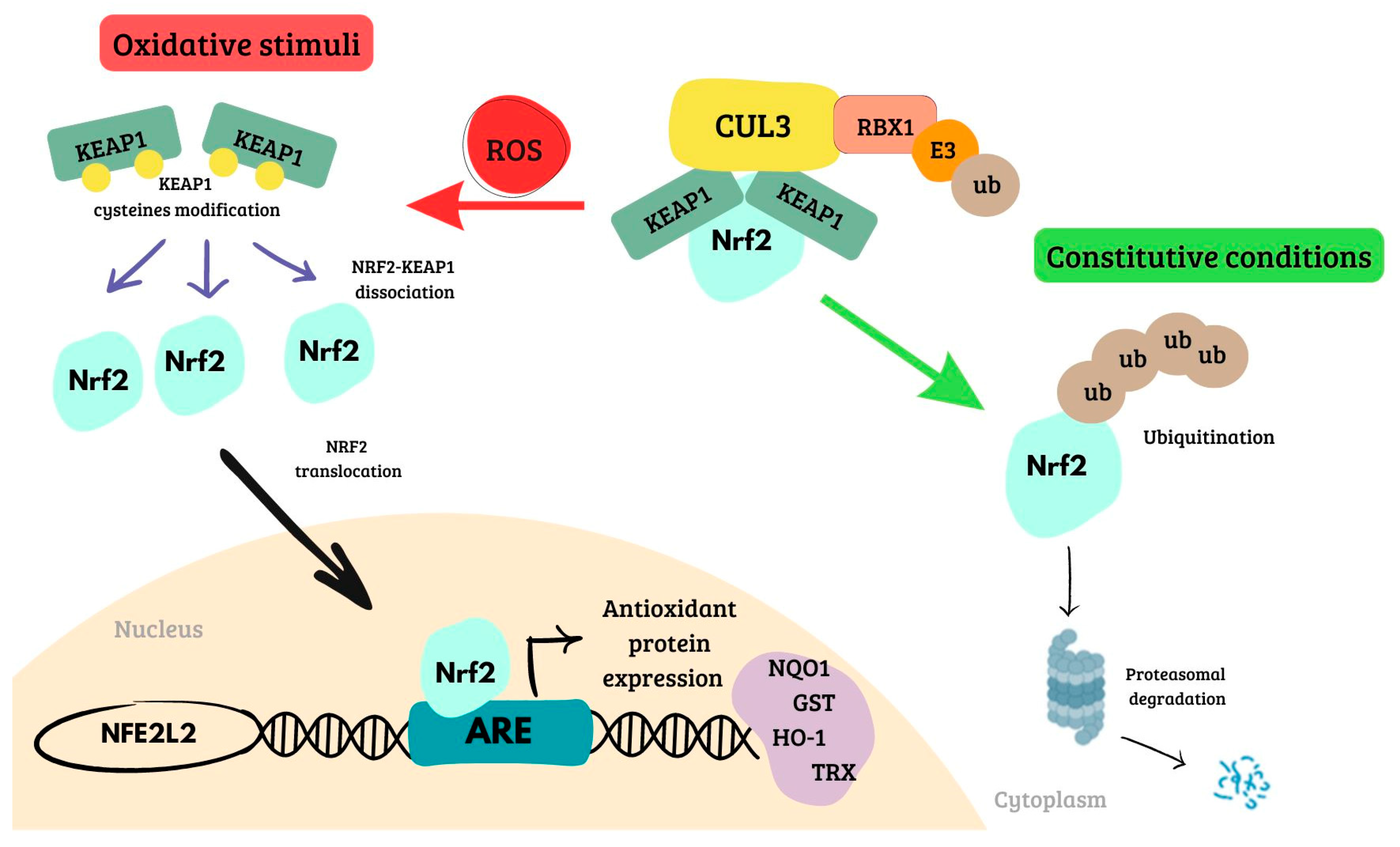 Ijms 25 13239 g002 Ijms 25 13239 g002