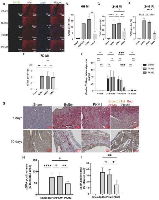 Extracellular PKM2 Preserves Cardiomyocytes and Reduces Cardiac ...