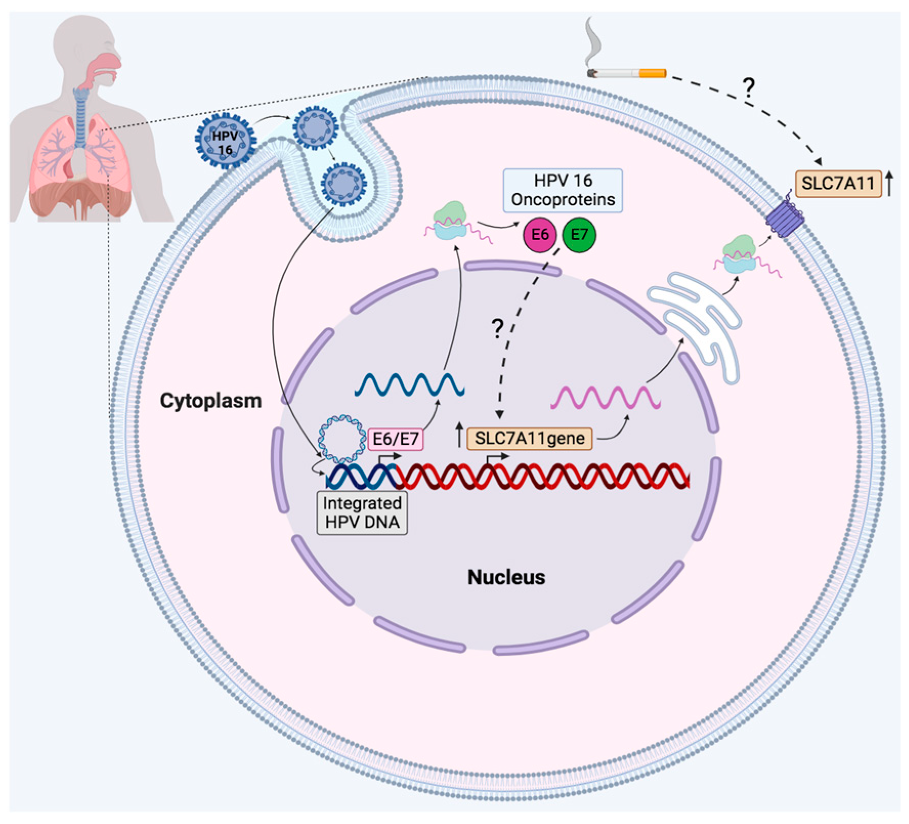Ijms 25 13248 g006 Ijms 25 13248 g006