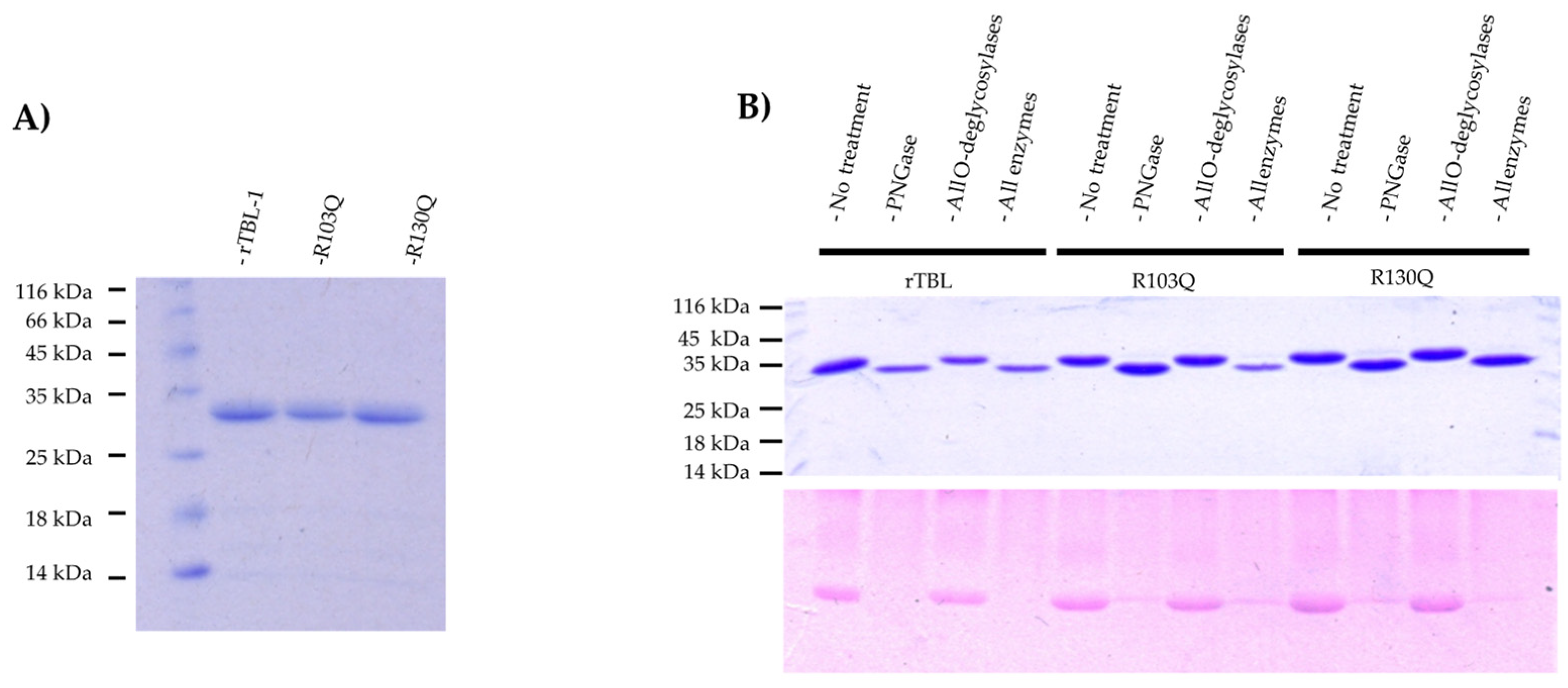 Ijms 25 13258 g002 Ijms 25 13258 g002