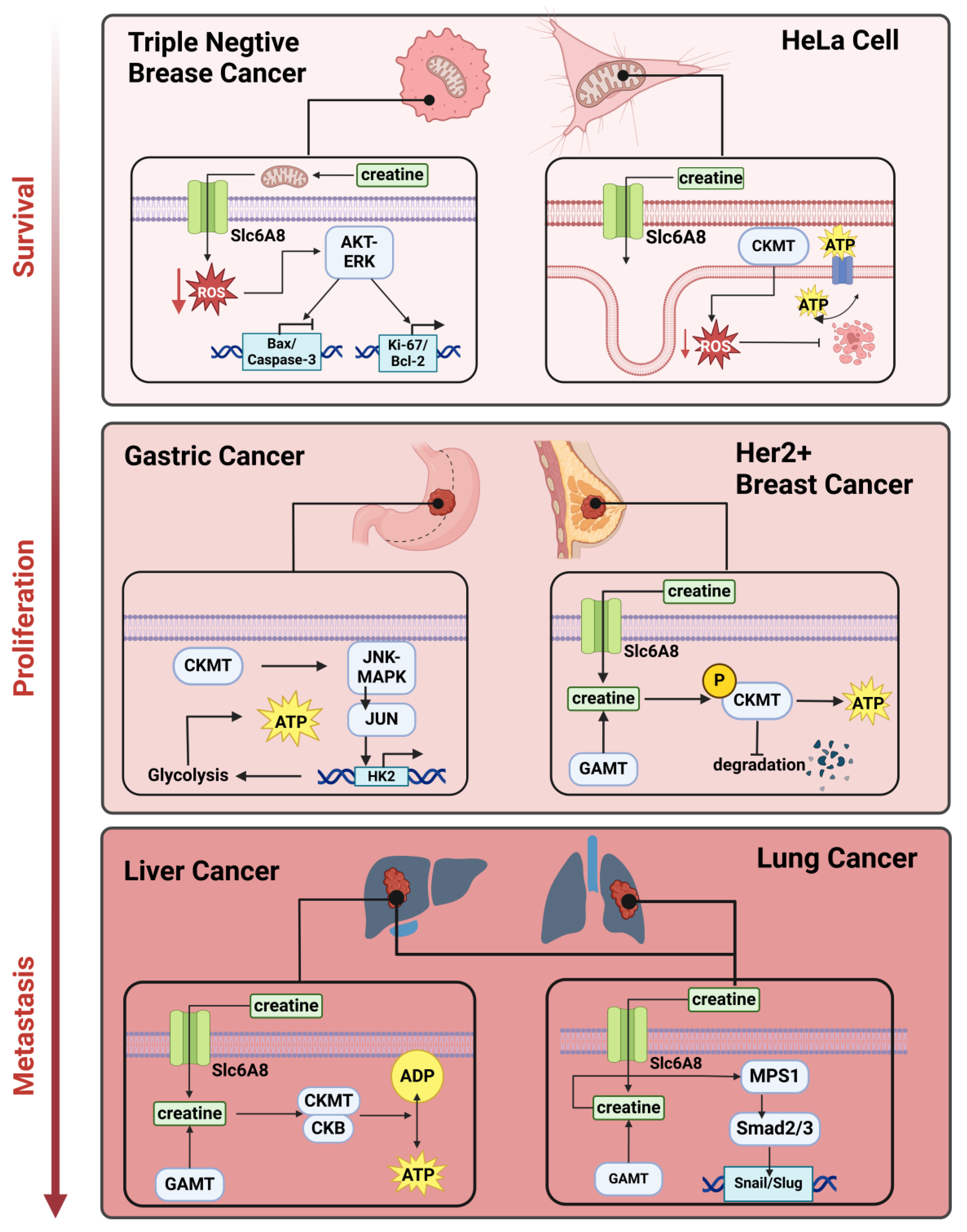 Ijms 25 13273 g002 Ijms 25 13273 g002
