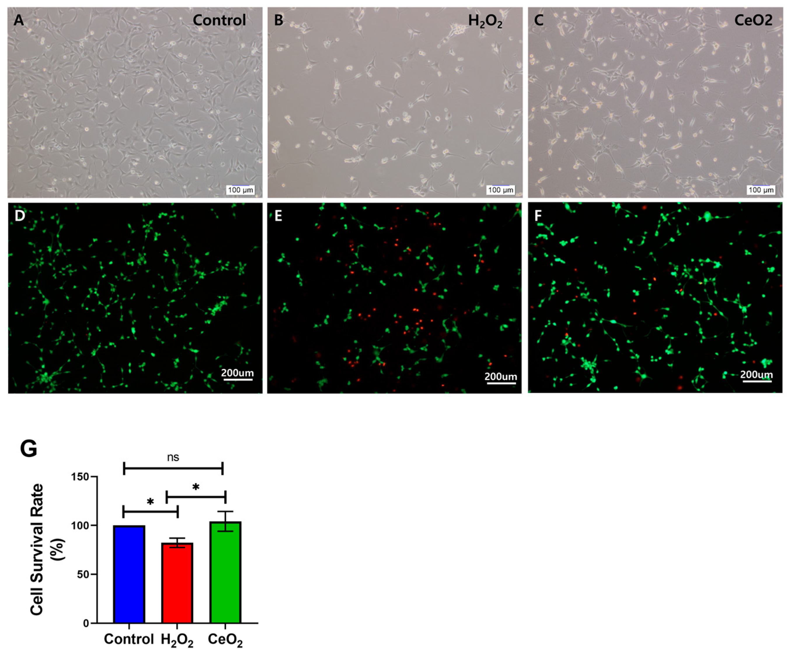 Ijms 25 13281 g004 Ijms 25 13281 g004