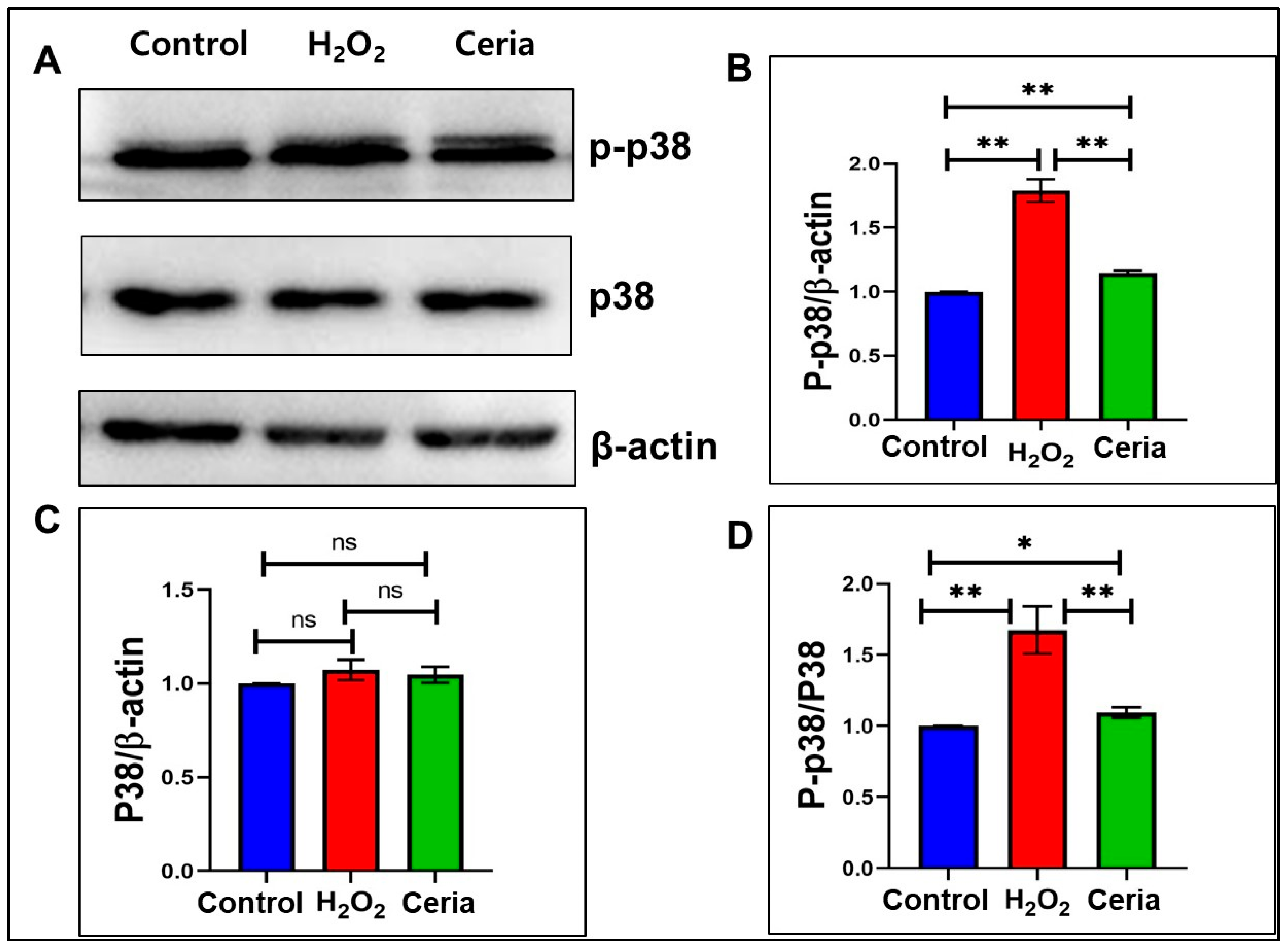 Ijms 25 13281 g007 Ijms 25 13281 g007
