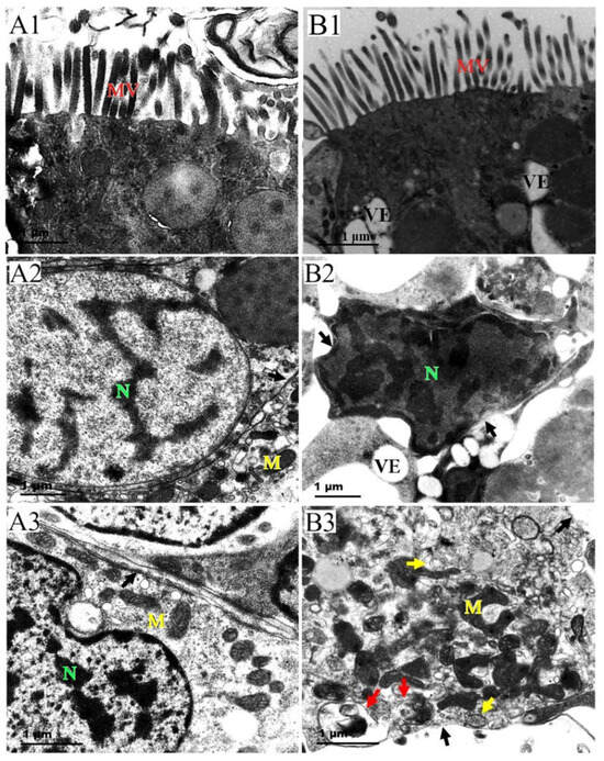 Cadmium-Induced Oxidative Damage and the Expression and Cadmium-Induced Oxidative Damage and the Expression and
