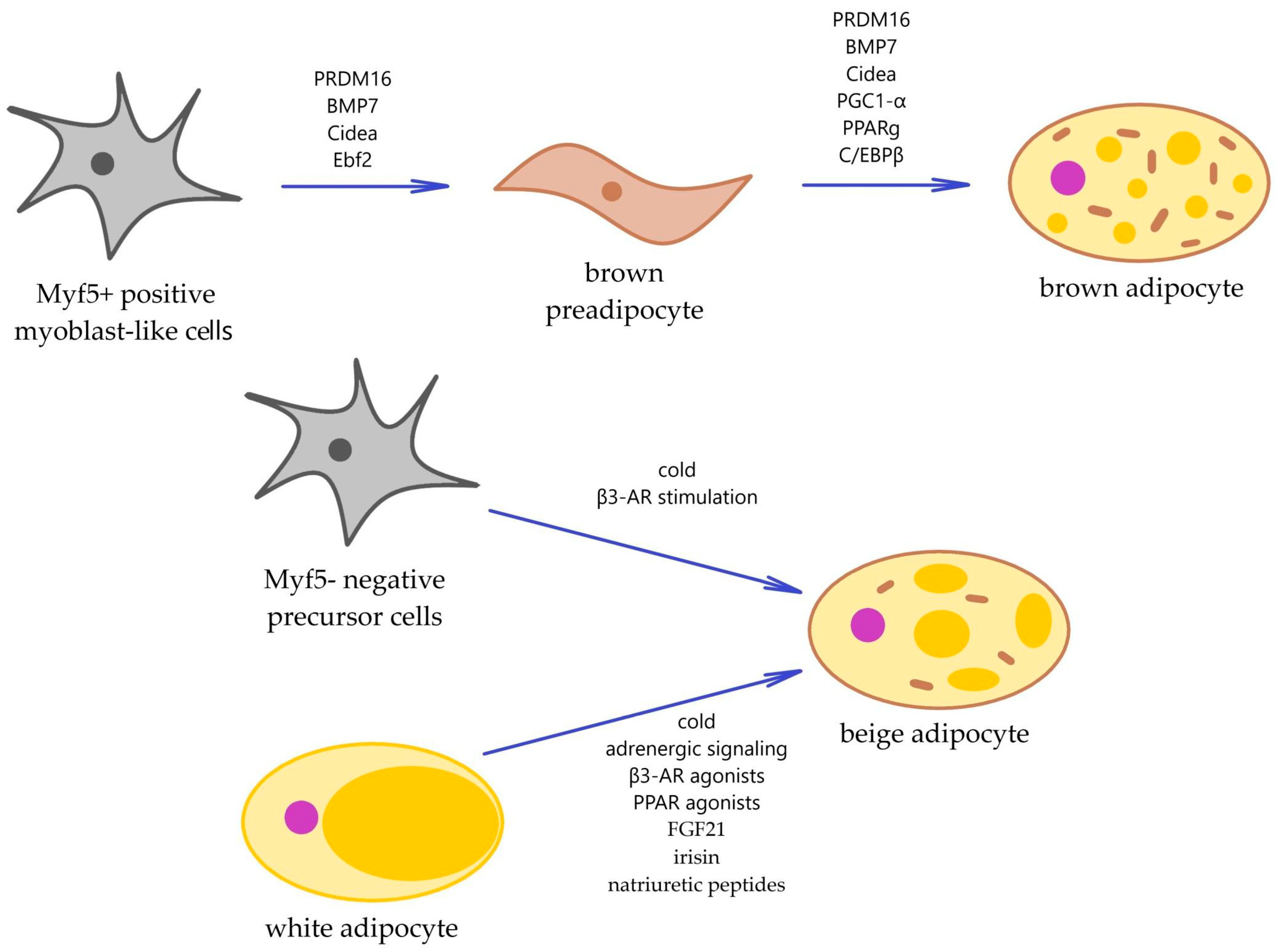 Ijms 25 13295 g001 Ijms 25 13295 g001