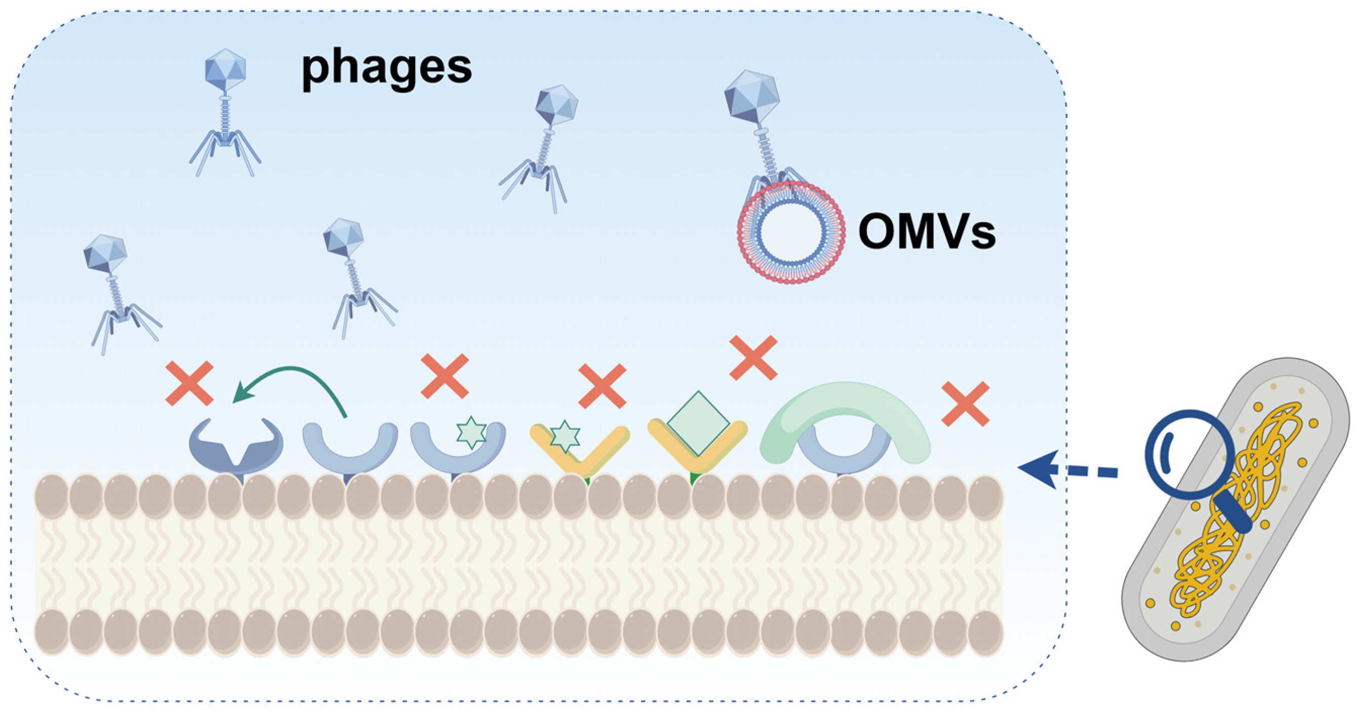 Overview of Phage Defense Systems in Bacteria and Their